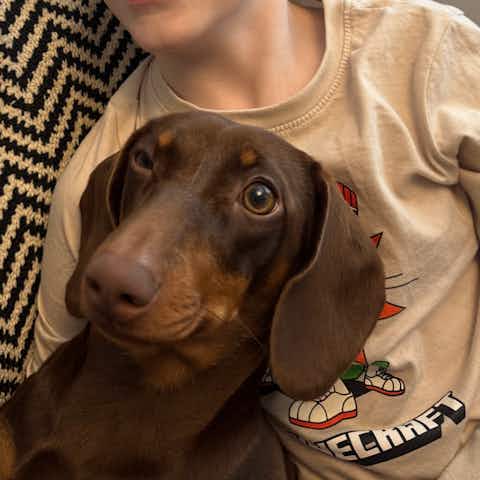 Chocolate Dachshund Dog