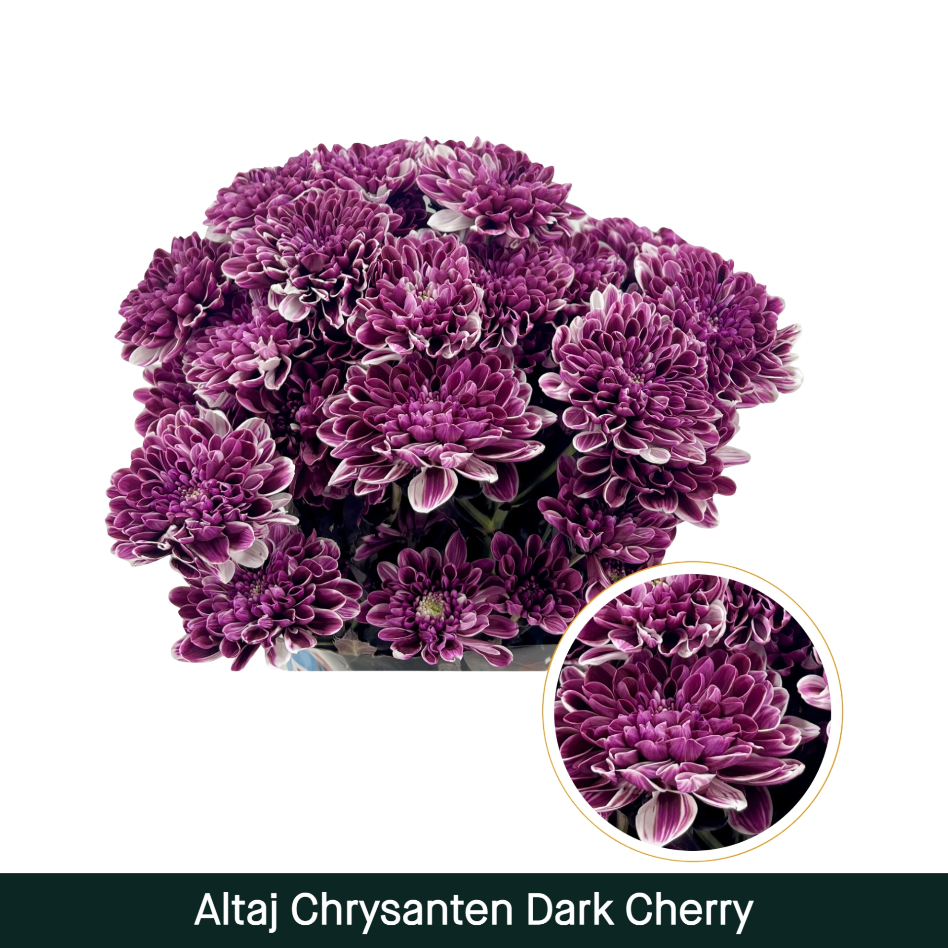 Crisantemo Altaj Dark Cherry