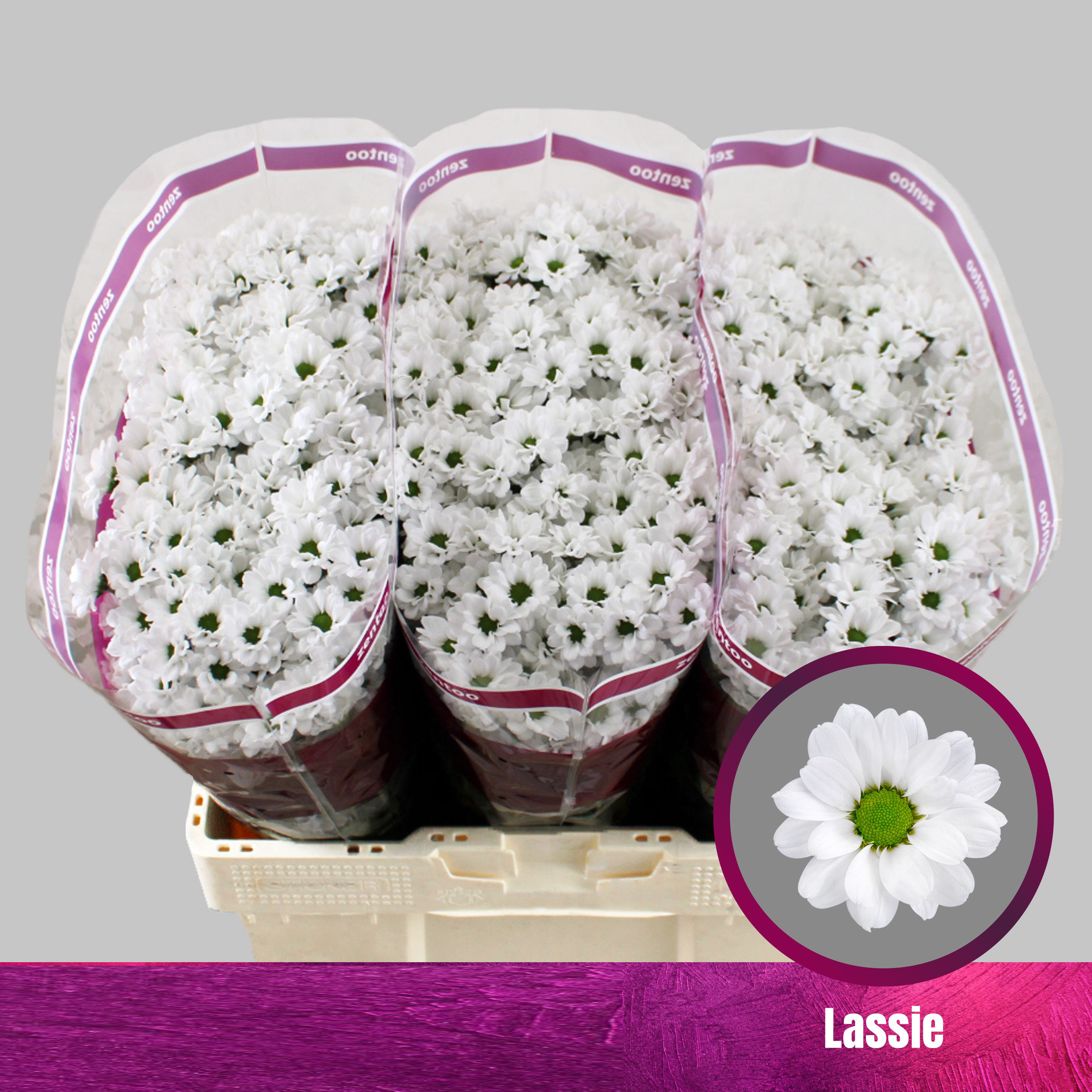 Crisantemo Blanco Lassie