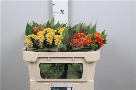 Ramos de flores Celosia