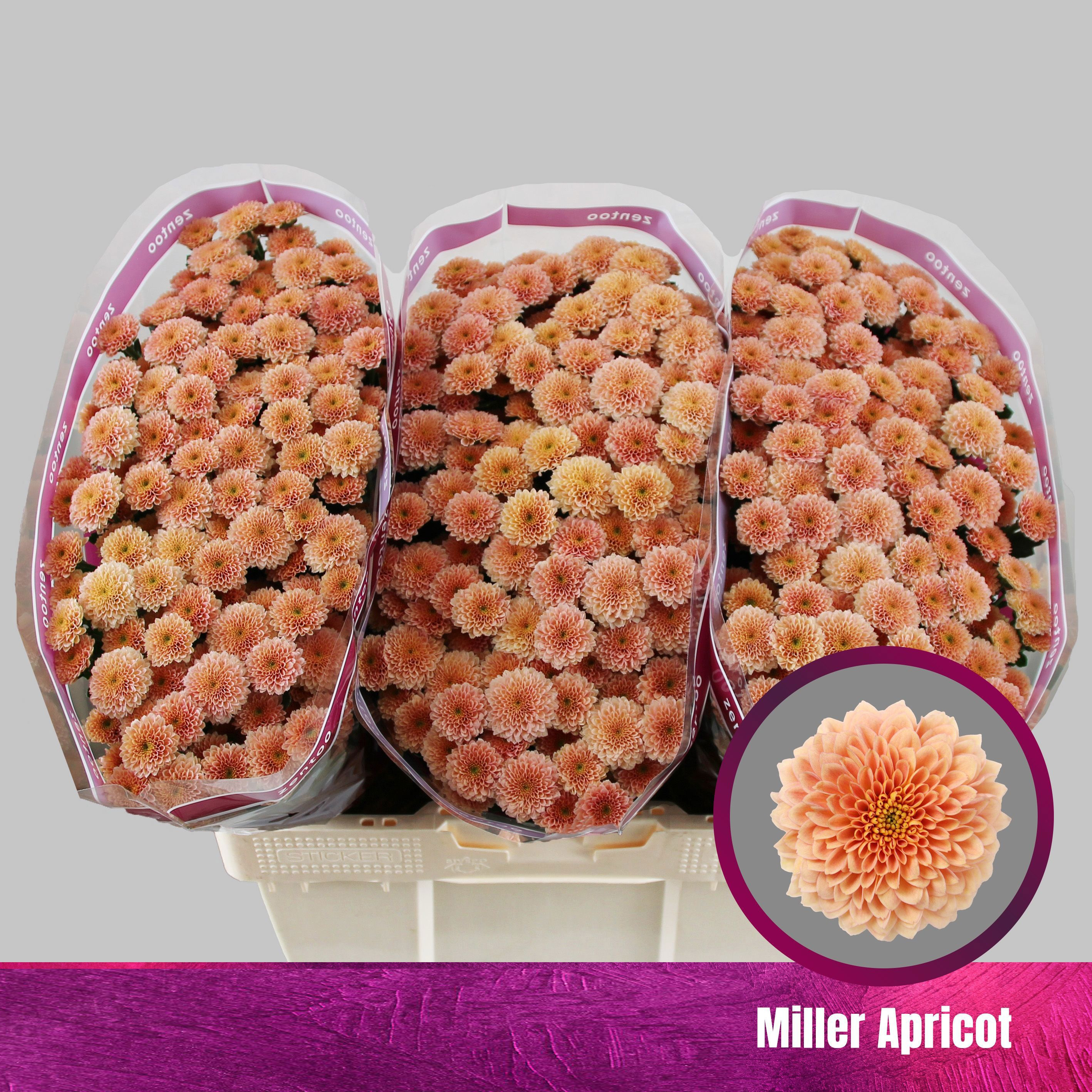 Crisantemos Miller Apricot