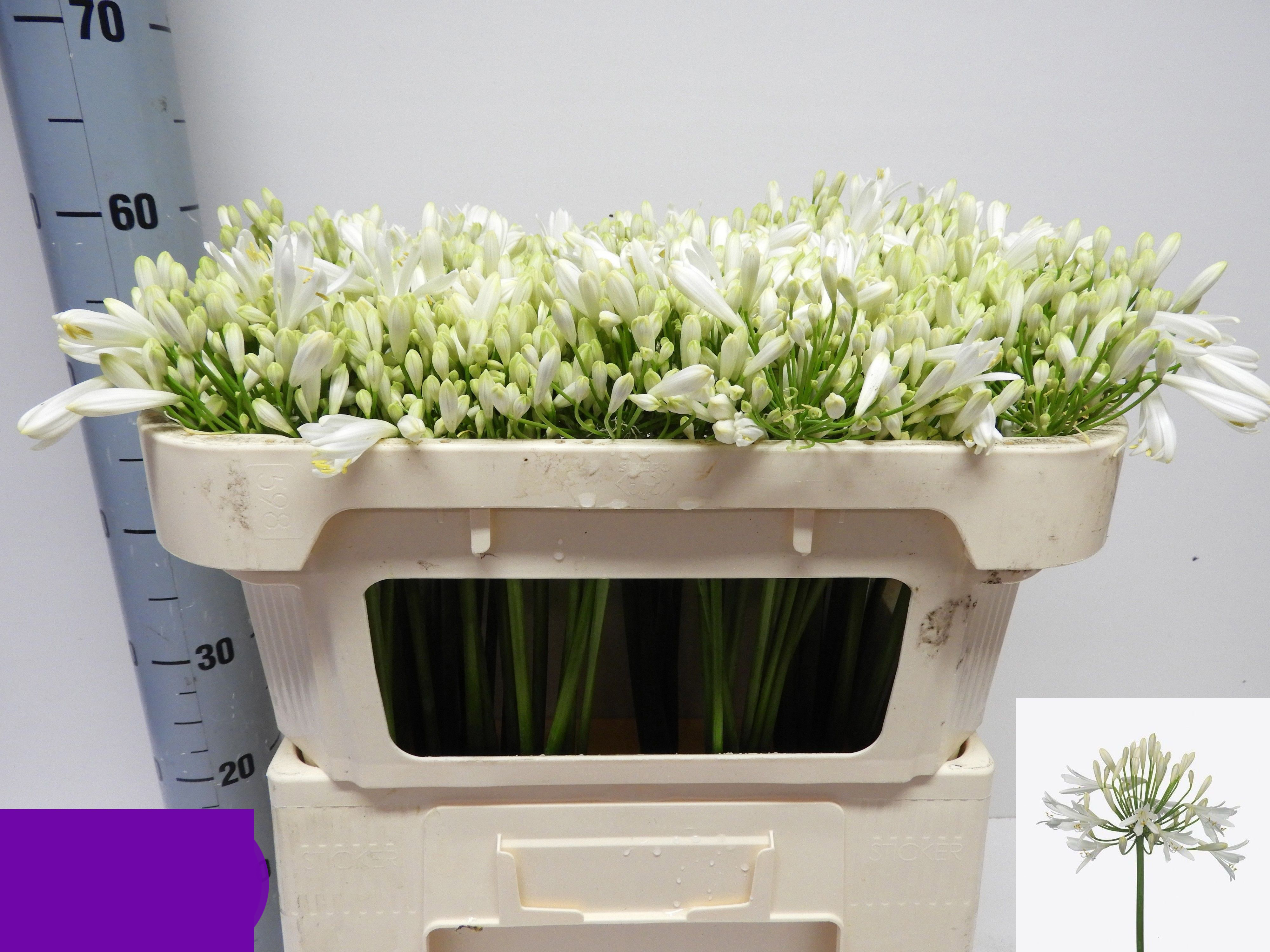 Agapanthus blanco