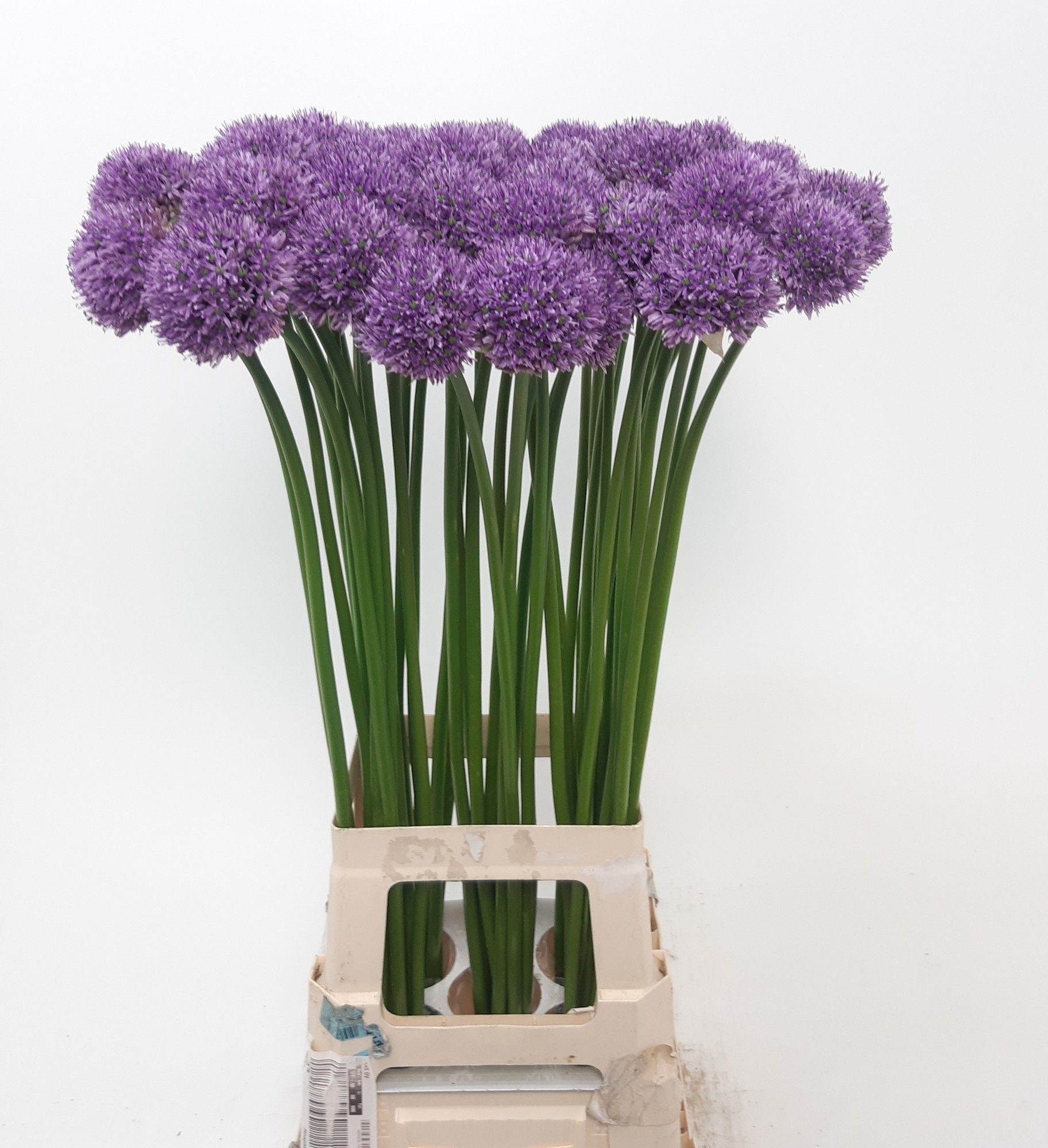 Allium Giganteum