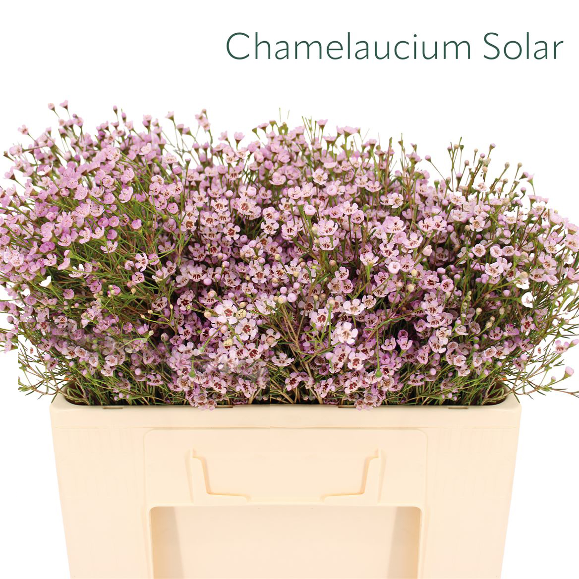Chamelaucium Solar