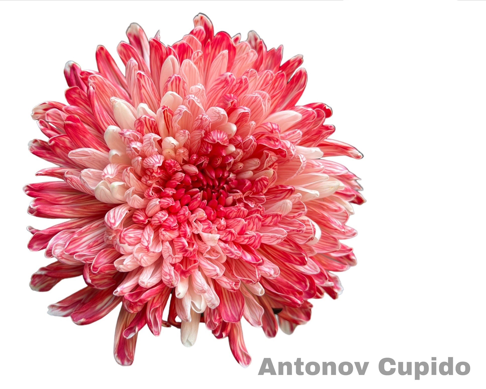 Crisantemo Antonov Cupido