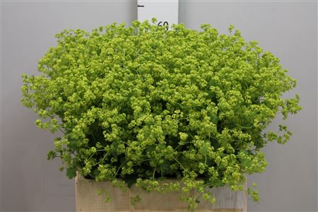 Alchemilla Mollis fresca