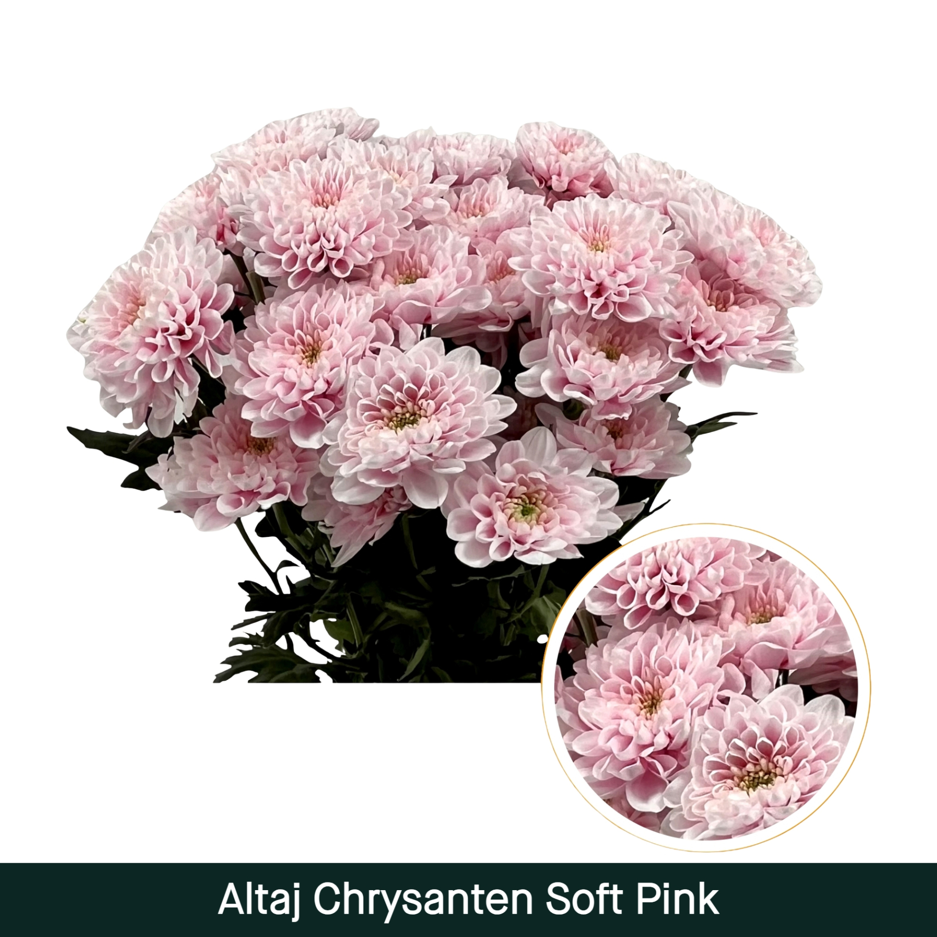 Crisantemo Altaj Soft Pink