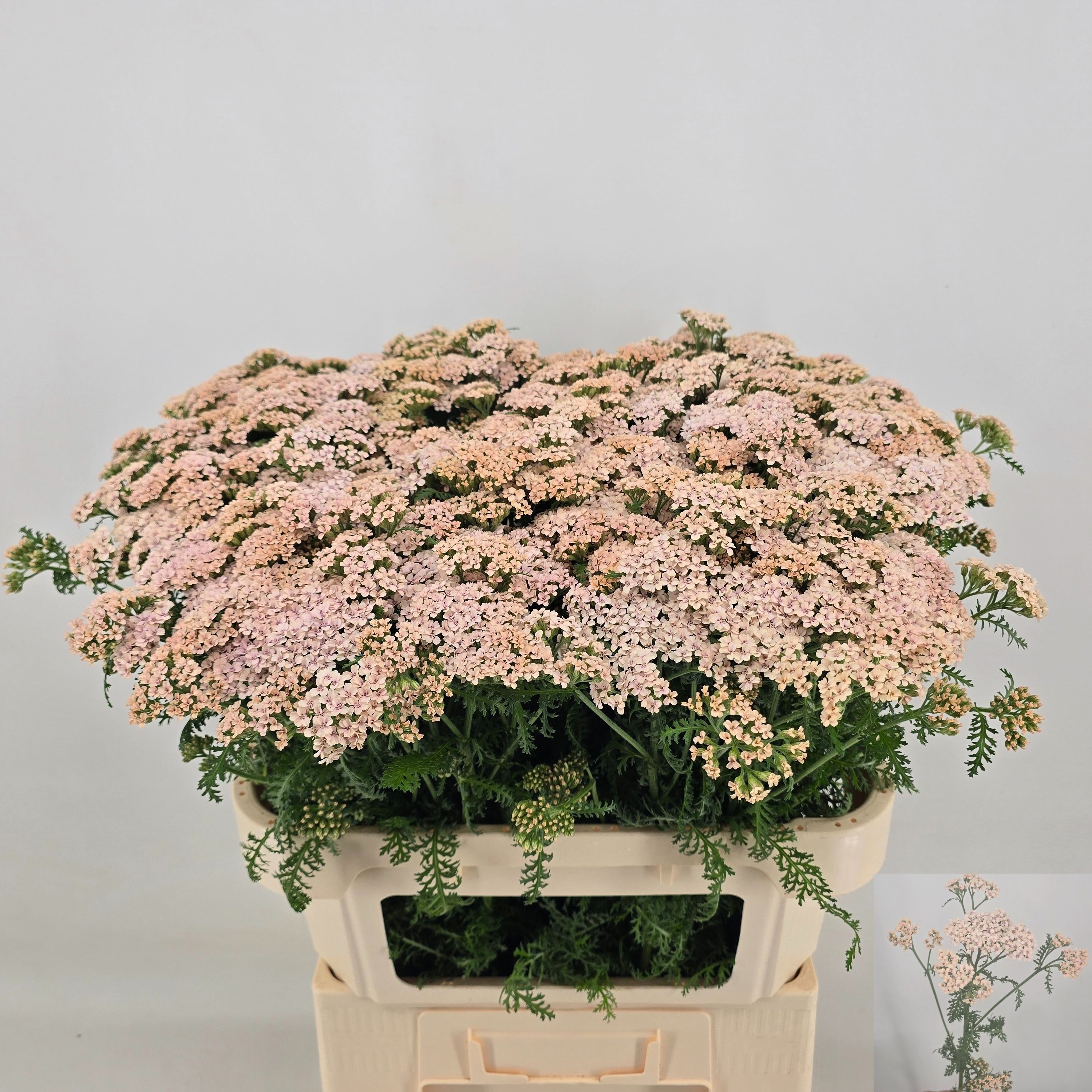 Achillea rosa en maceta