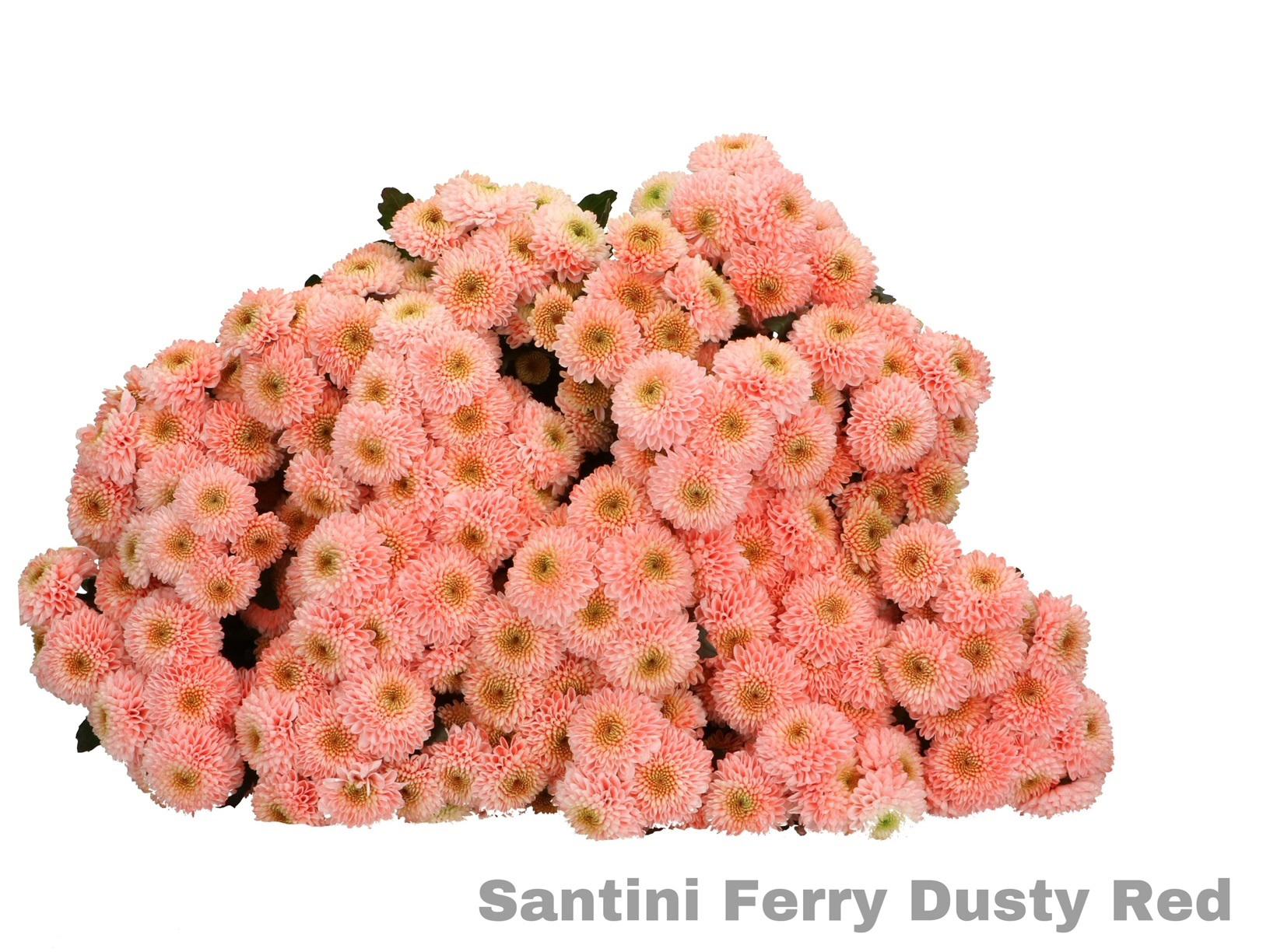 Crisantemo Santini Ferry Dusty Red