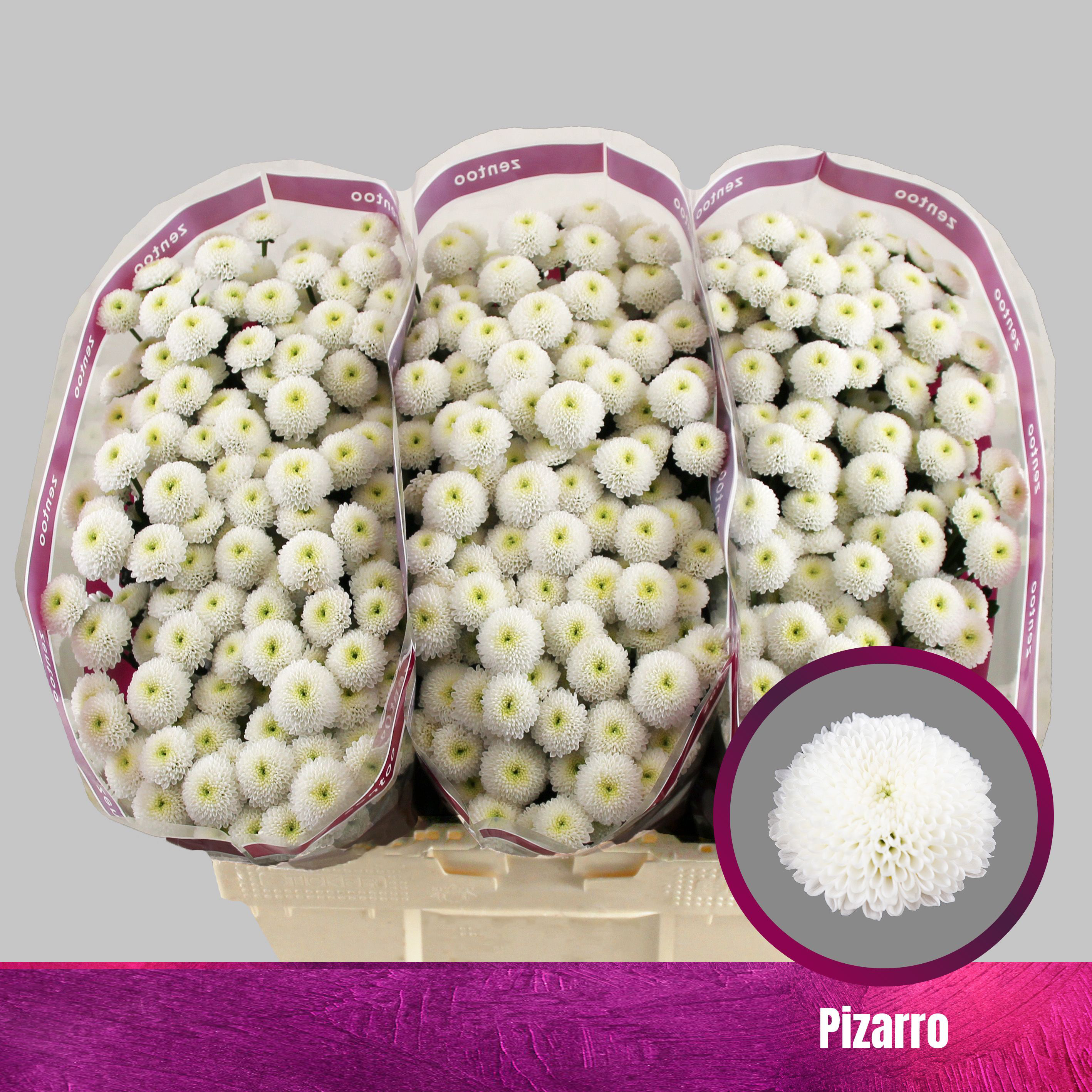 Crisantemo Blanco Pizarro