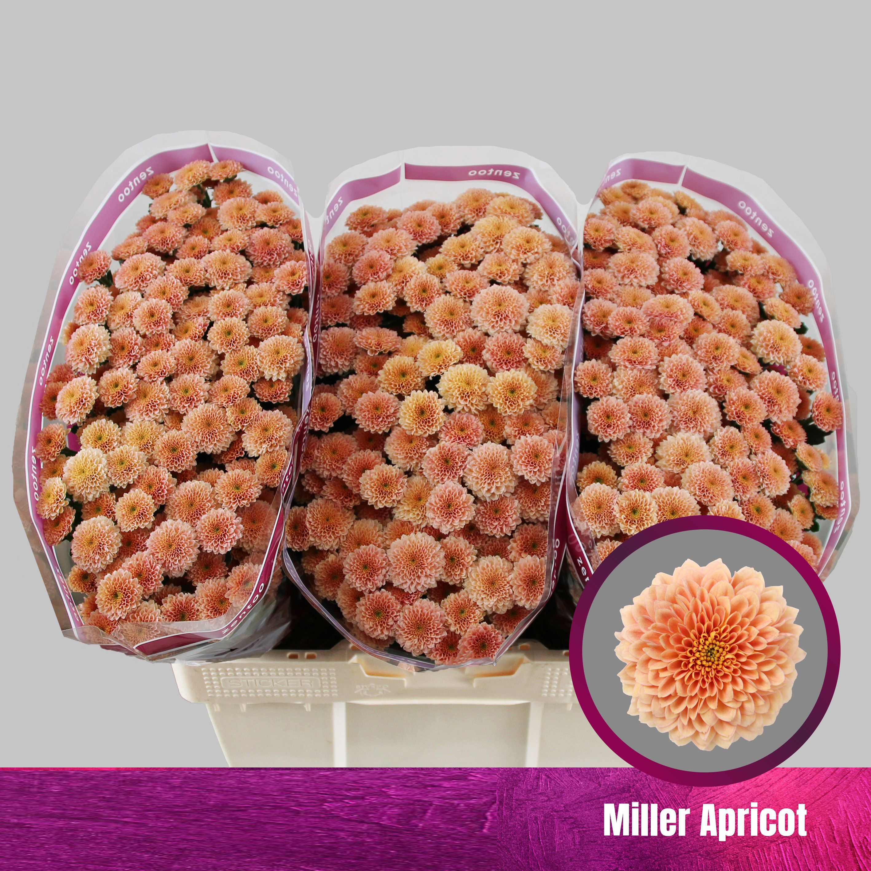 Crisantemo Miller Apricot