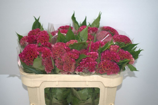 Celosia Roja en Ramo