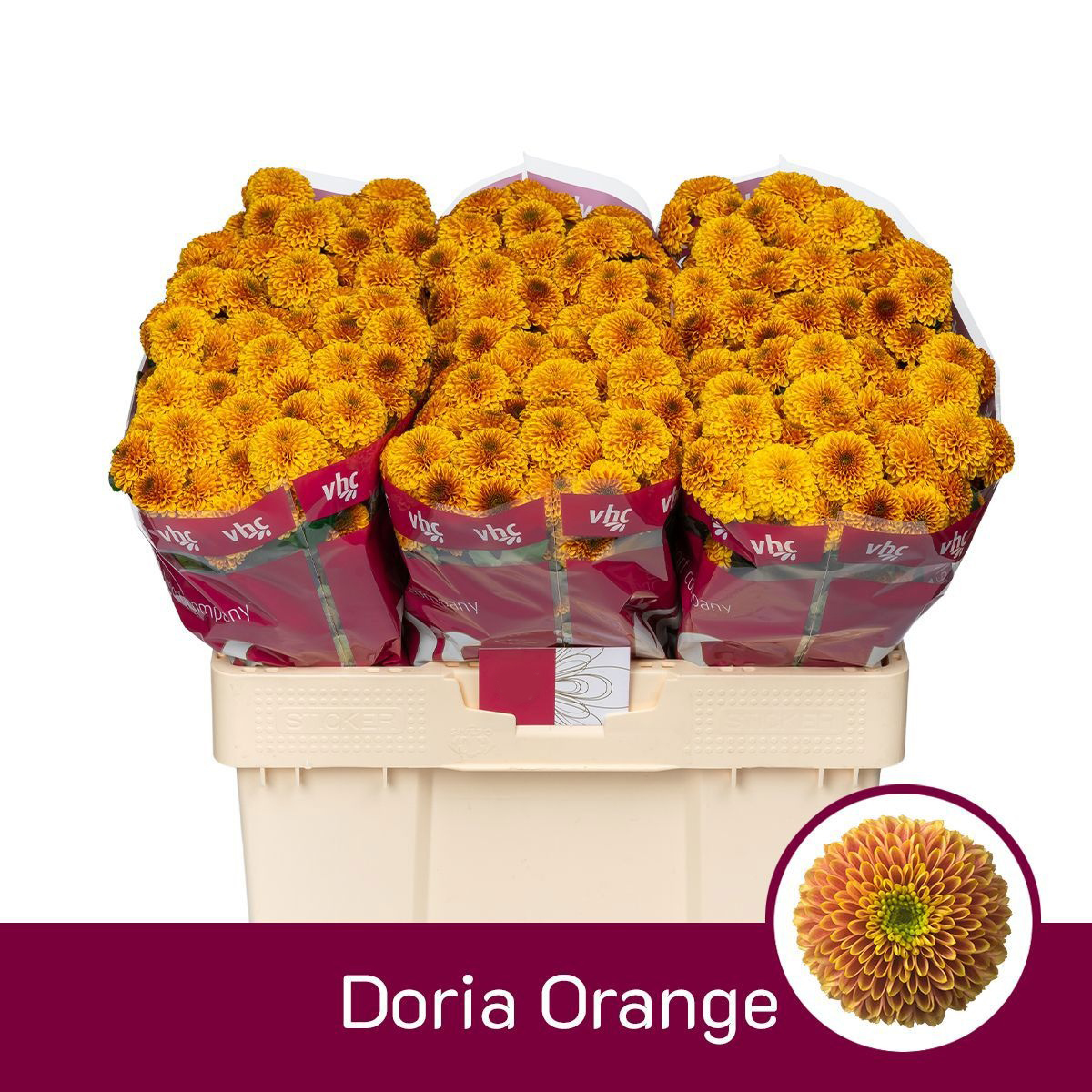 Flores Doria Orange