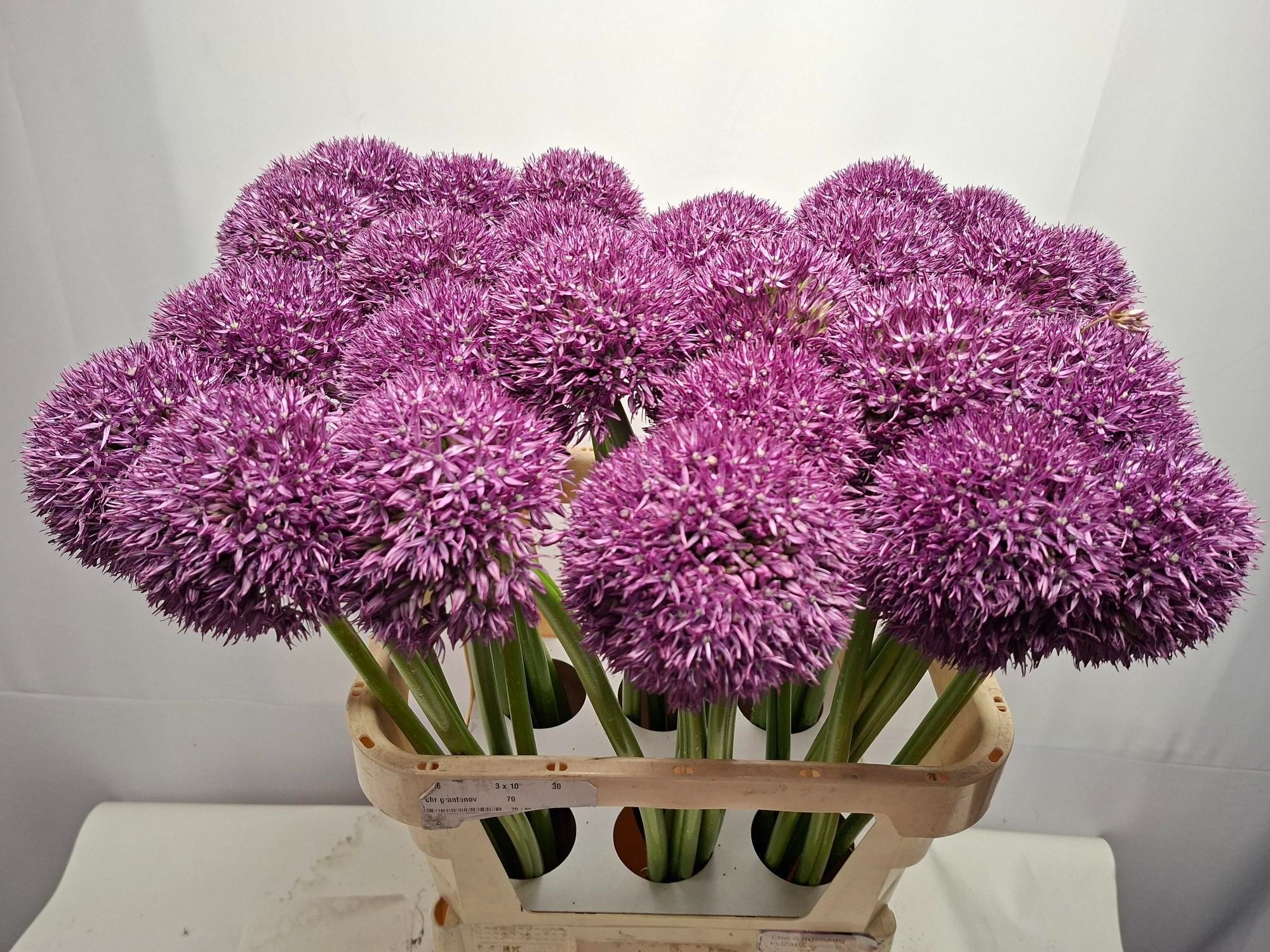 Allium giganteum morado