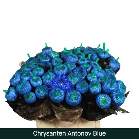 Chrysanten Antonov Azul