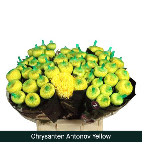 Crisantemo Antonov Amarillo