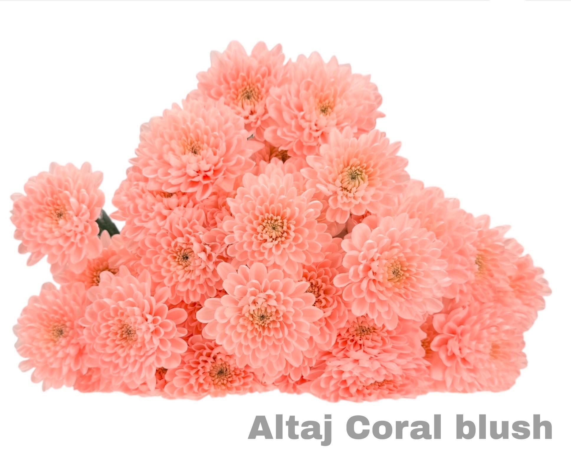 Crisantemos Altaj Coral Blush