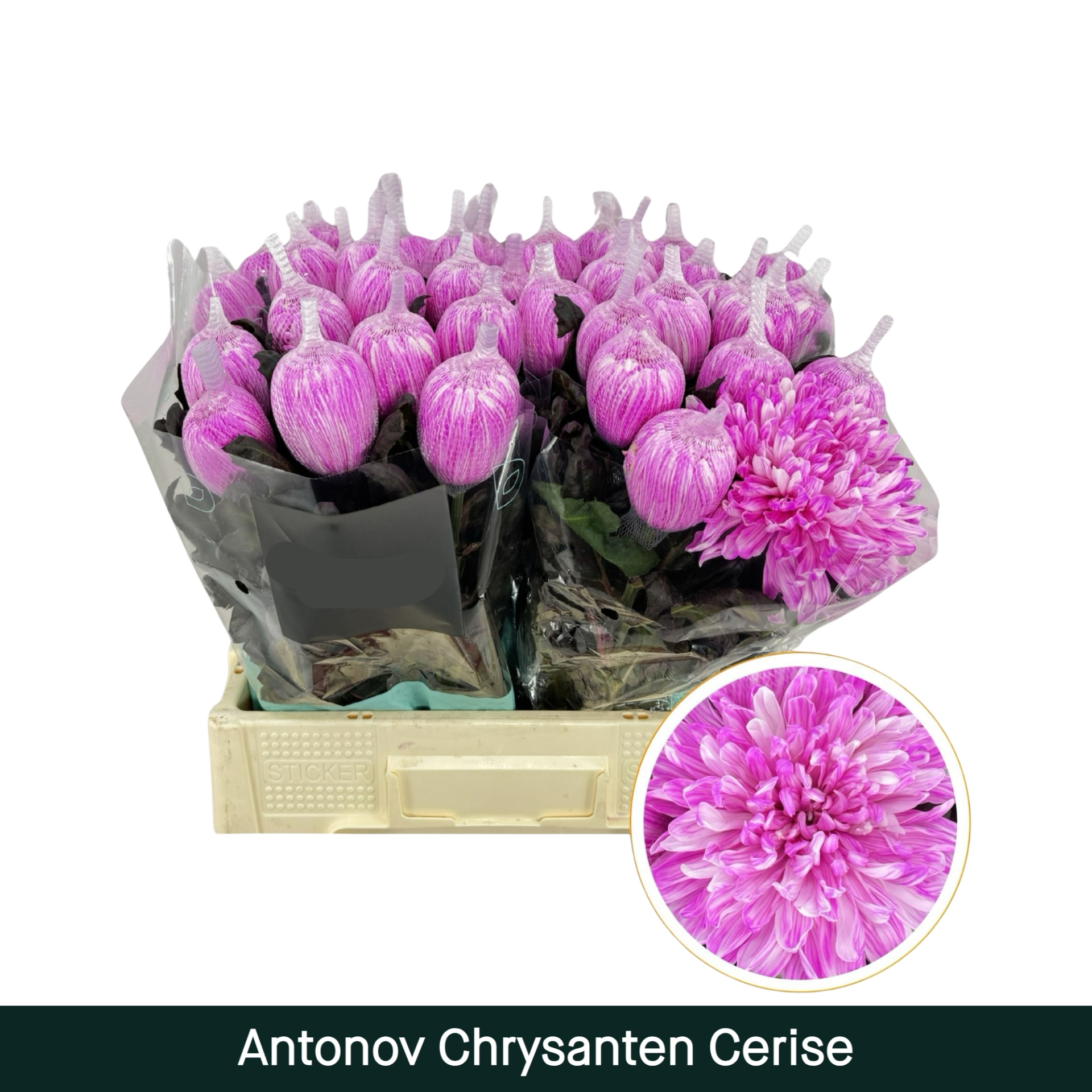 Antonov Chrysanten Cerise