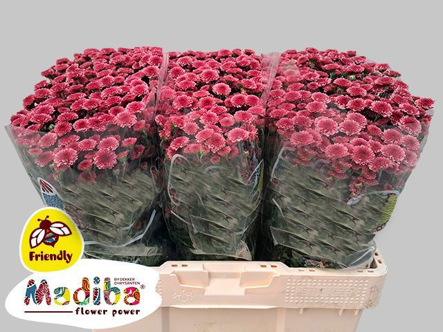 Ramo de Flores Madiba
