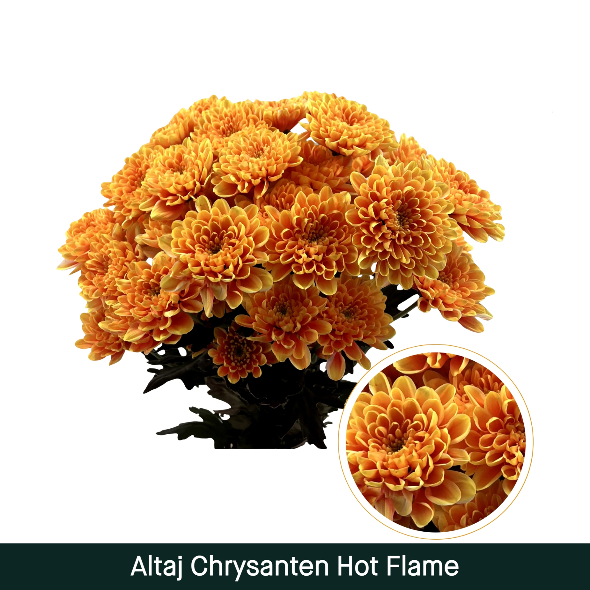 Crisantemo Altaj Hot Flame