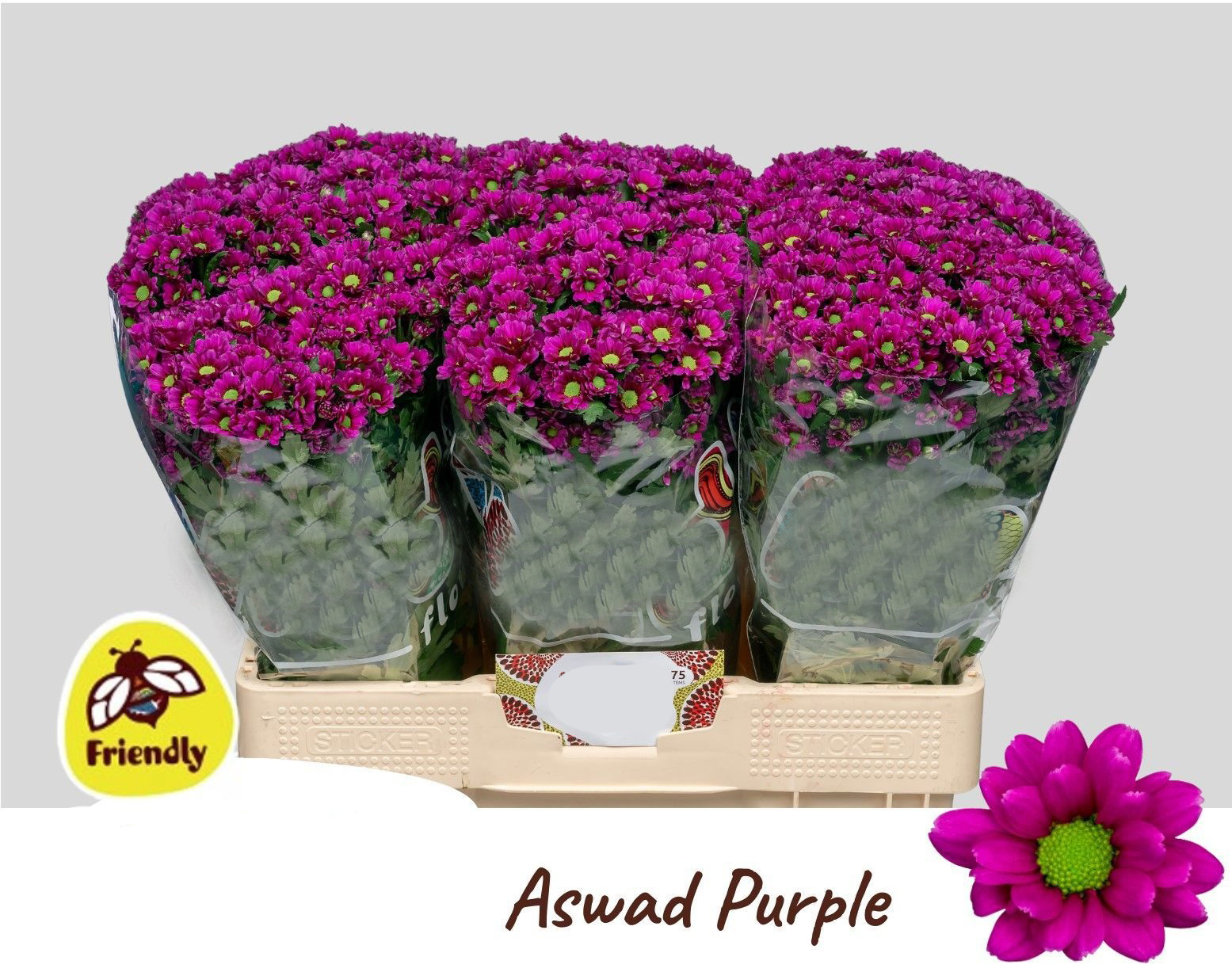 Flores Aswad Purple