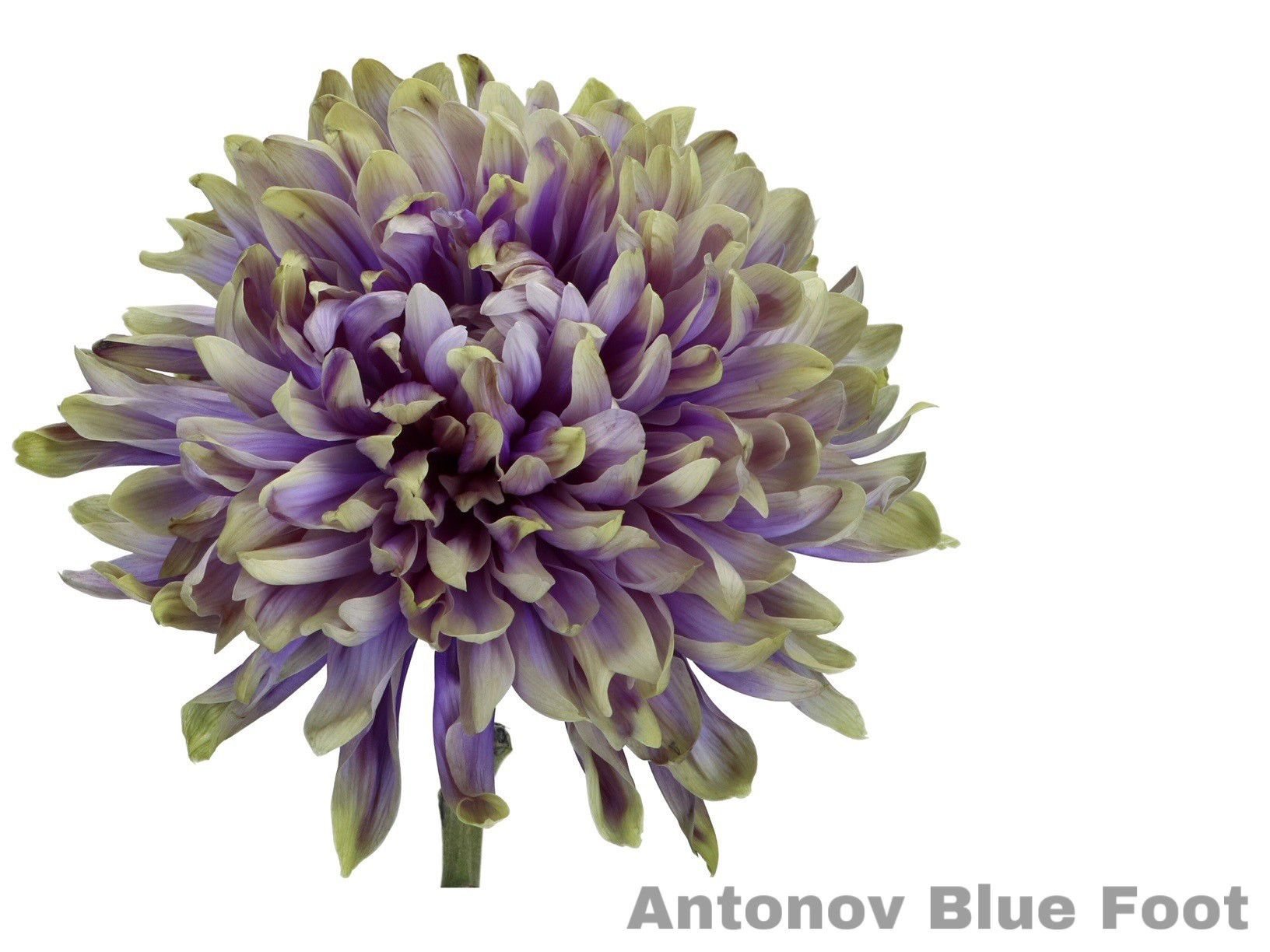 Dalia Antonov Blue Foot