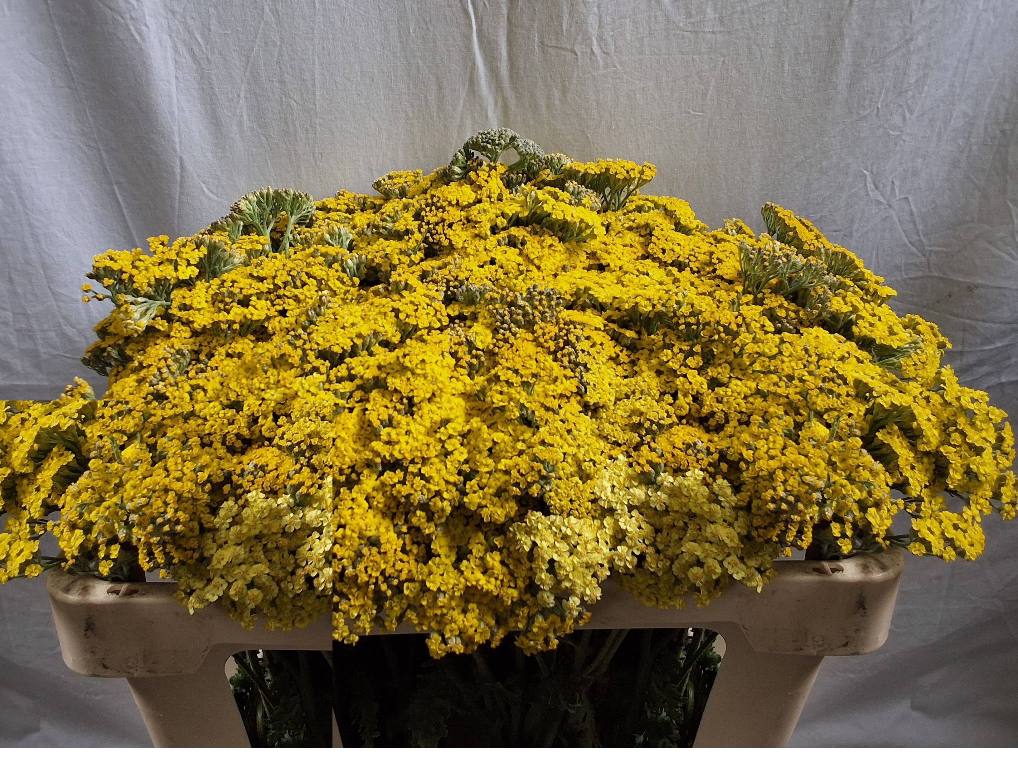 Ramos de flores amarillas
