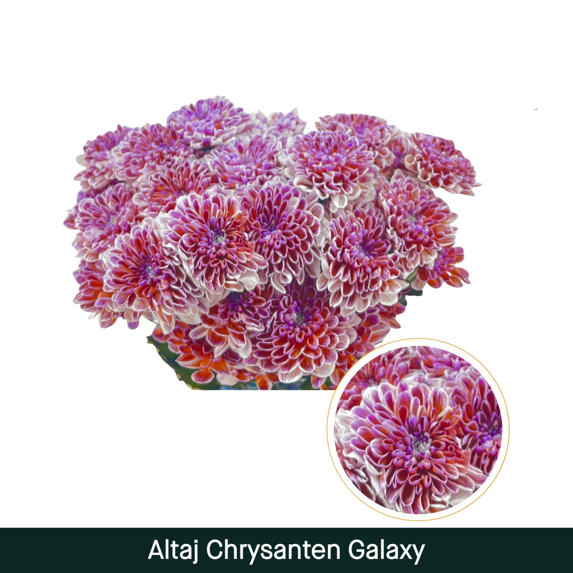 Crisantemo Altaj Galaxy