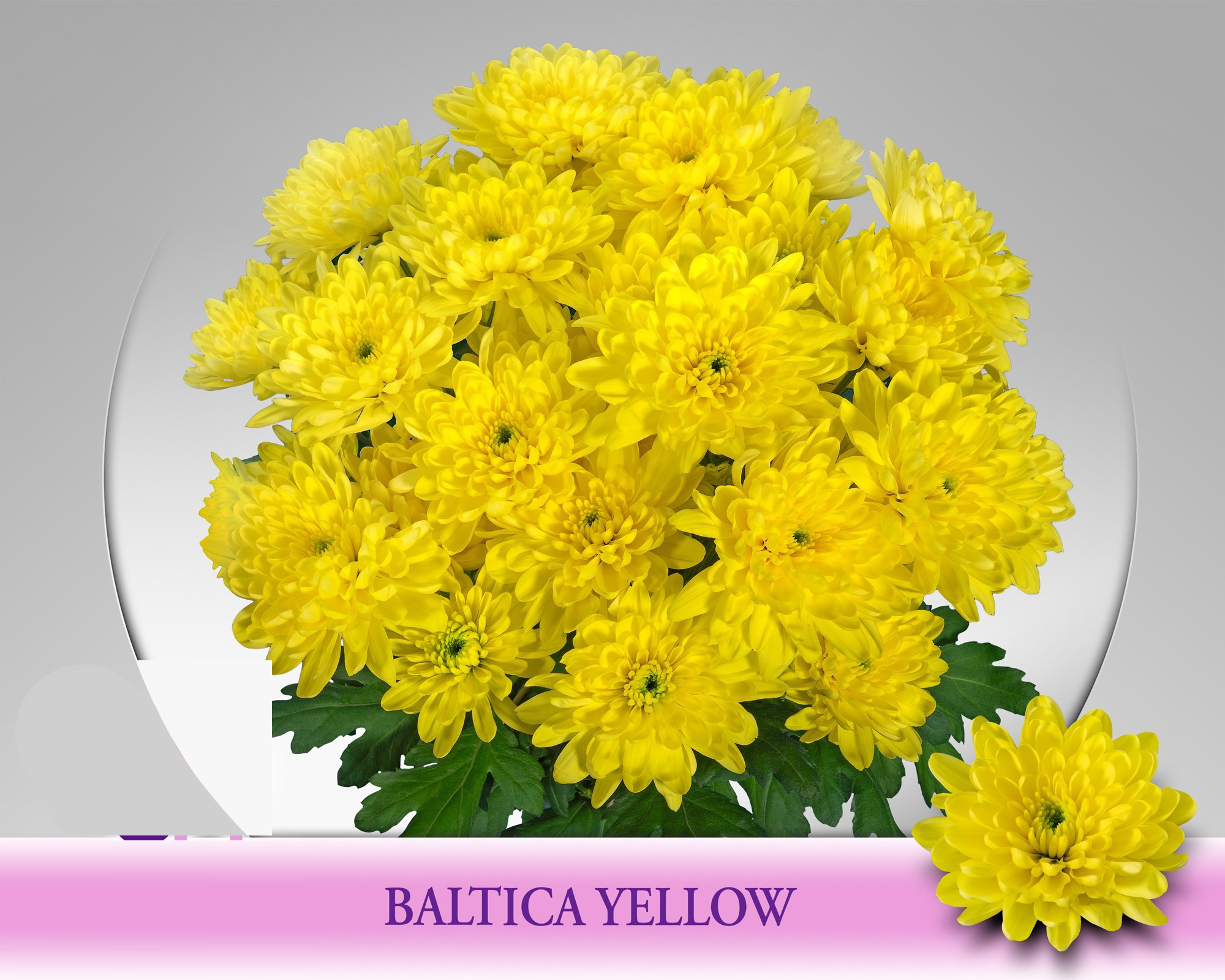 Baltica Amarilla