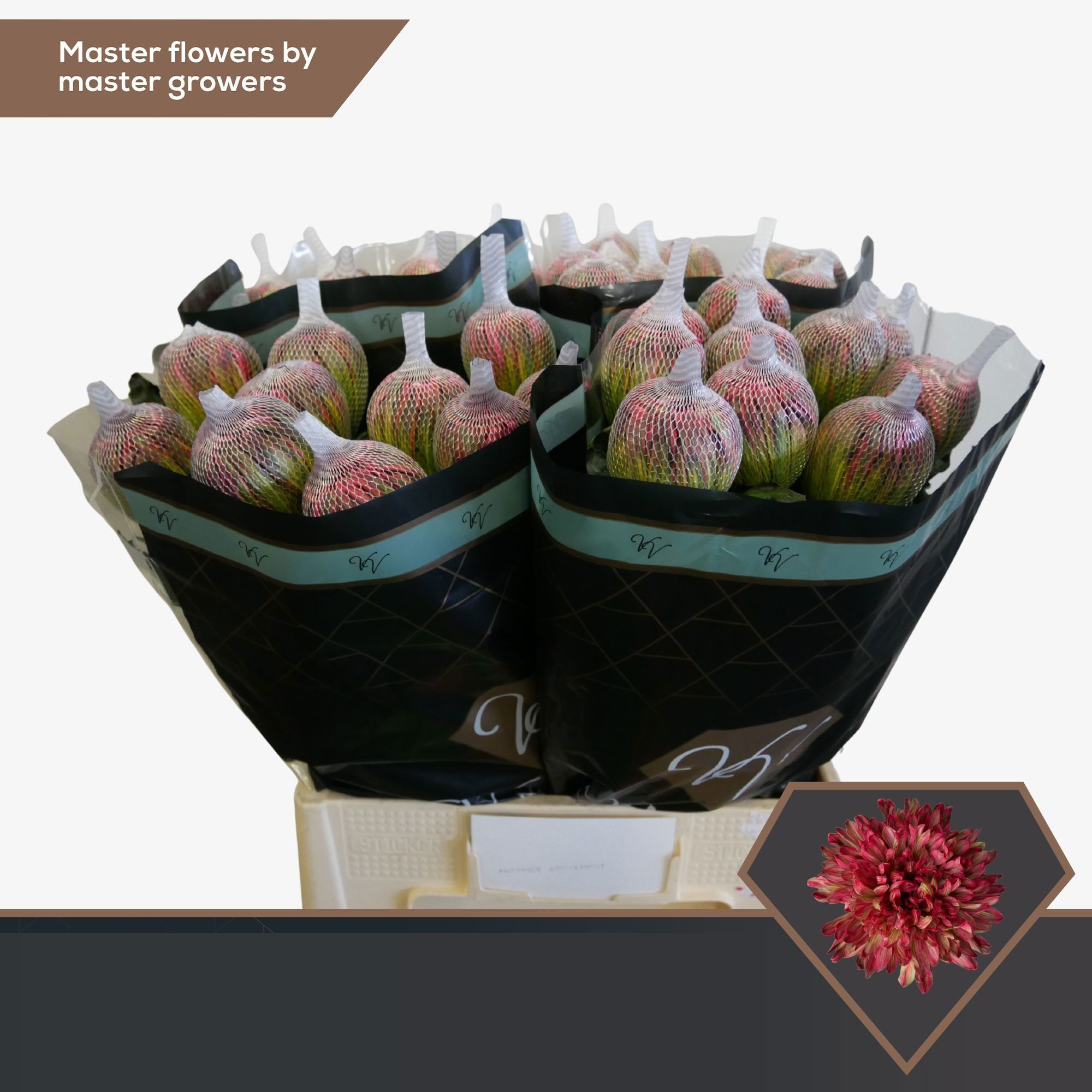Ramo de Proteas Rosadas