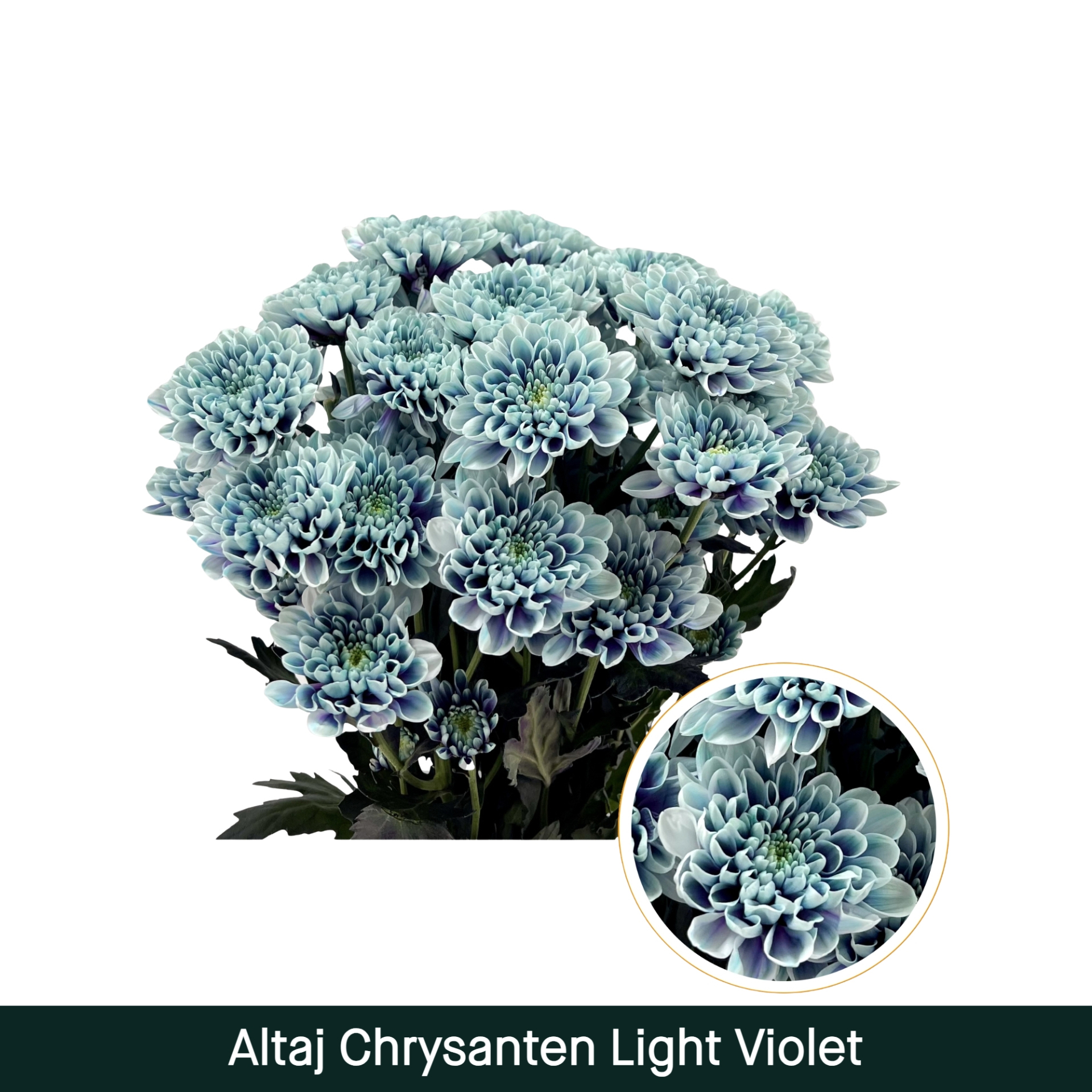 Crisantemo Altaj Violeta Claro