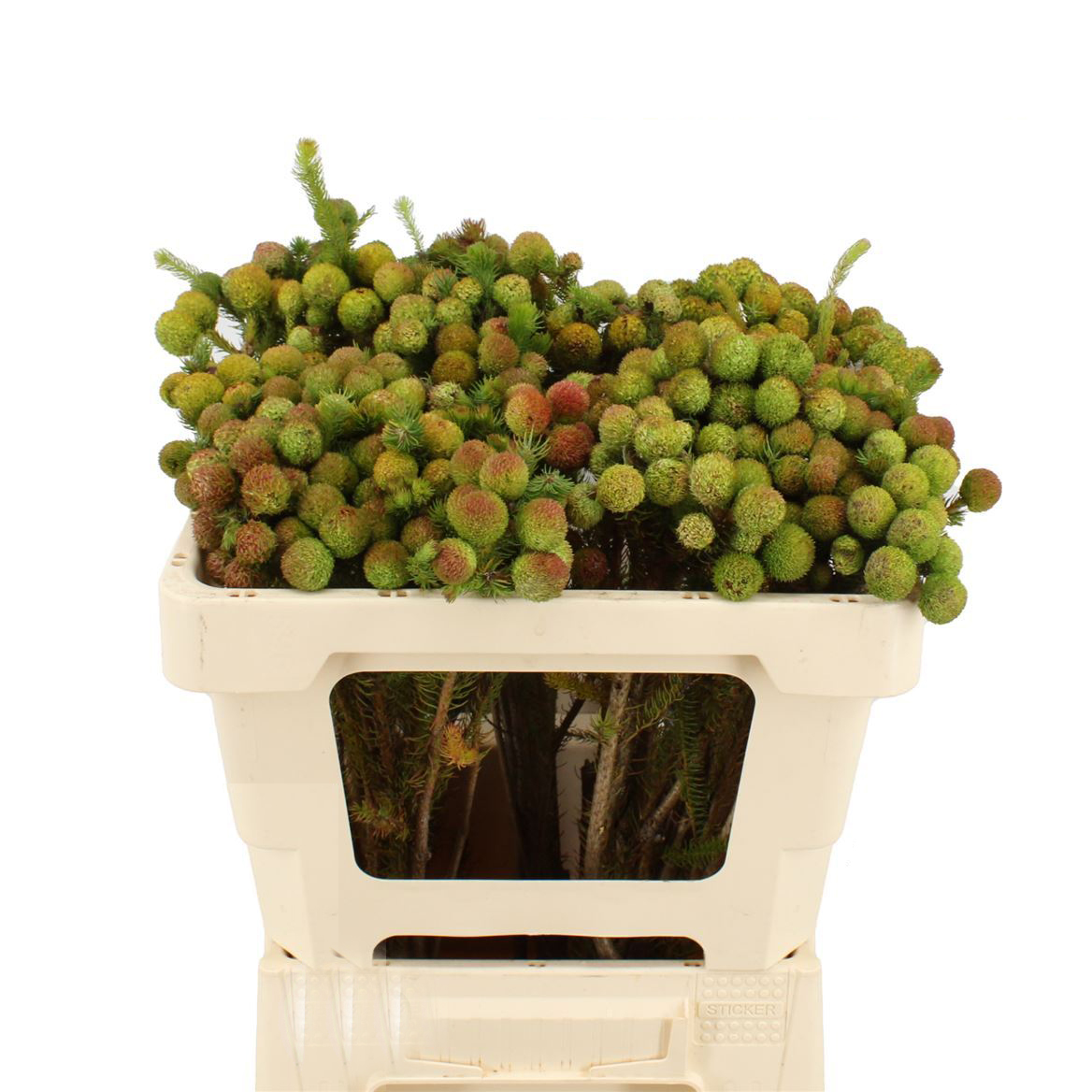 Flor Craspedia Verde