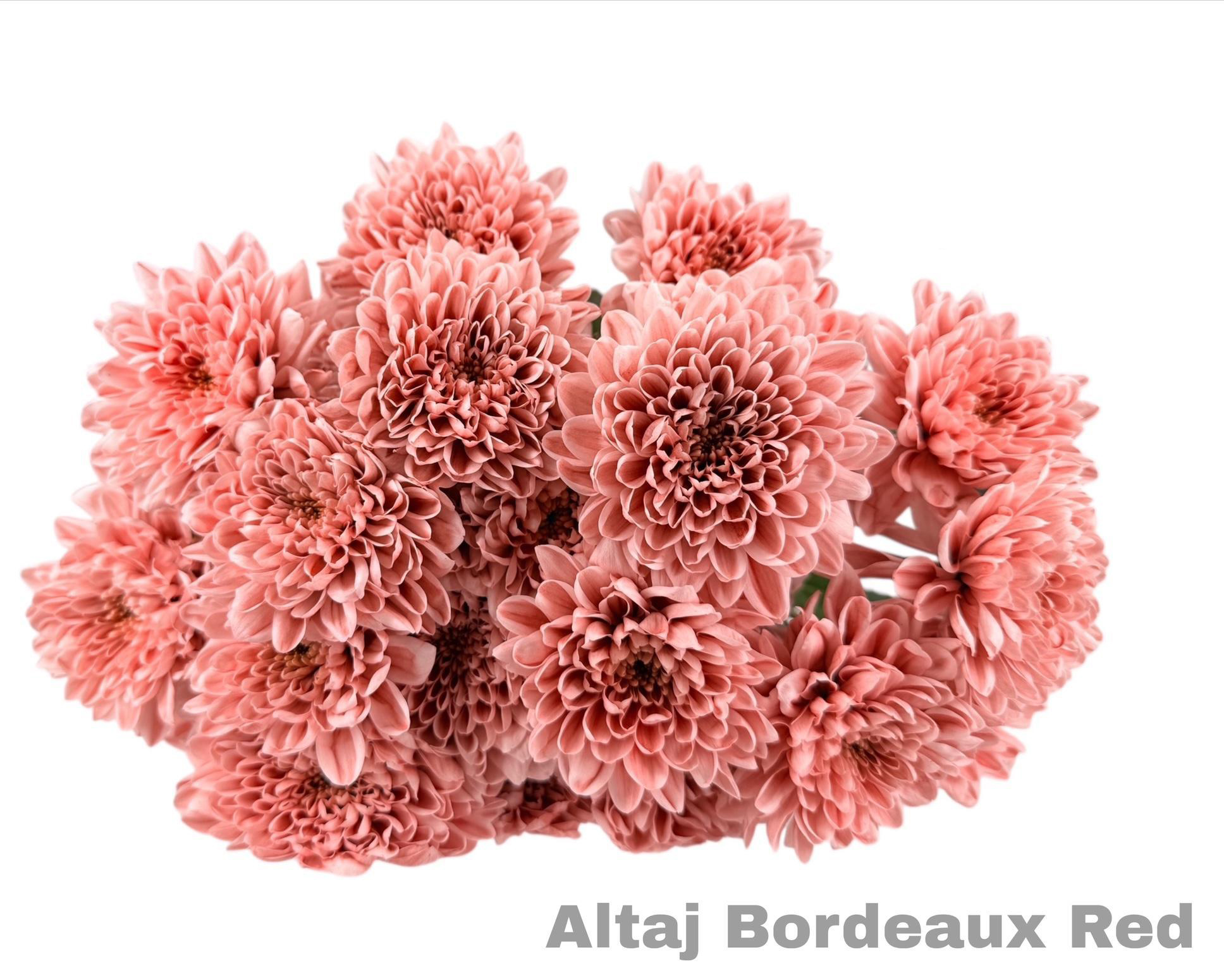 Ramo de Crisantemos Altaj Bordeaux Red