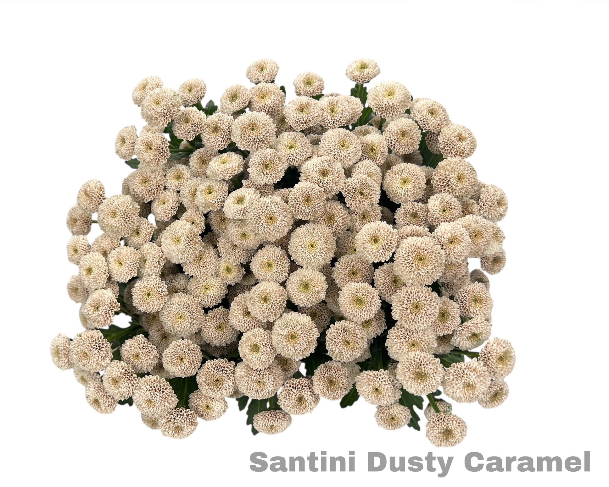 Santini Dusty Caramel