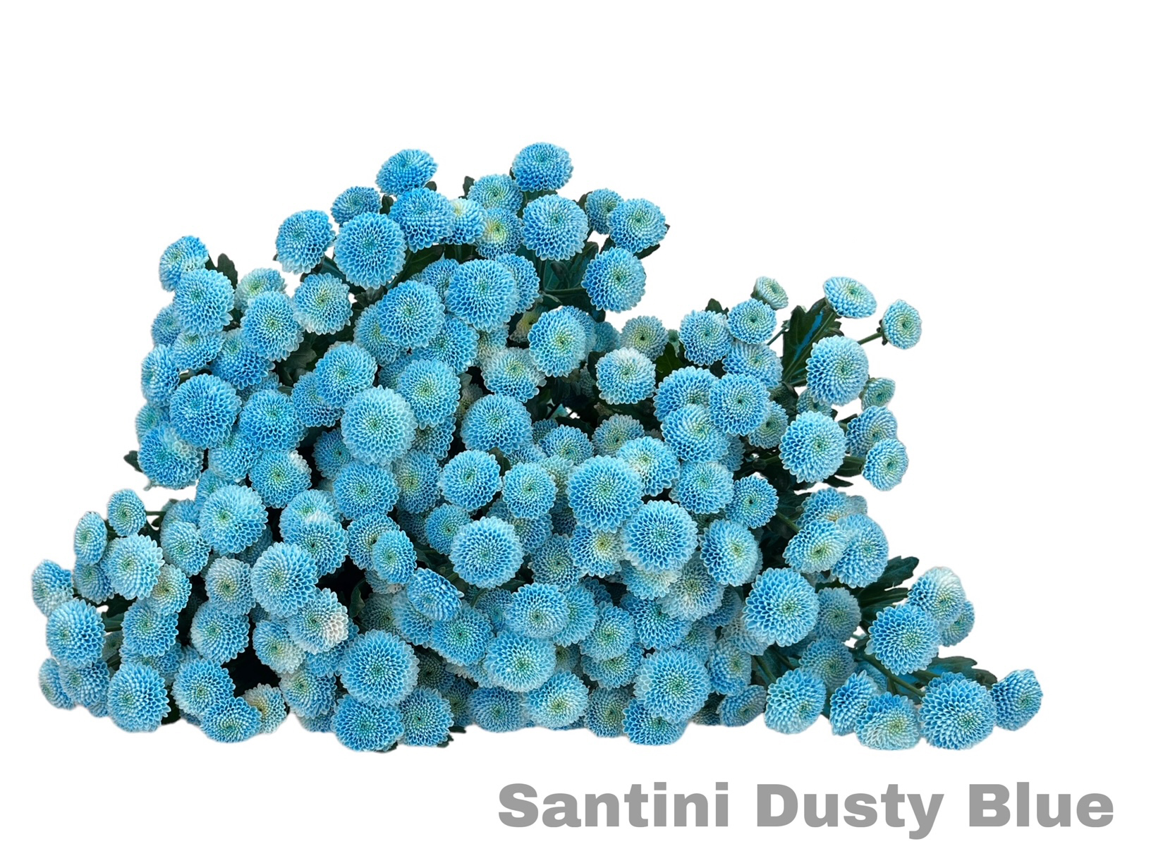 Santini Dusty Blue