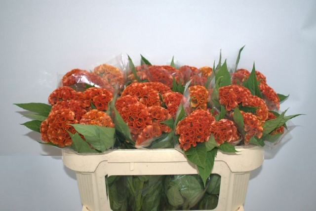 Flores Celosia Naranja