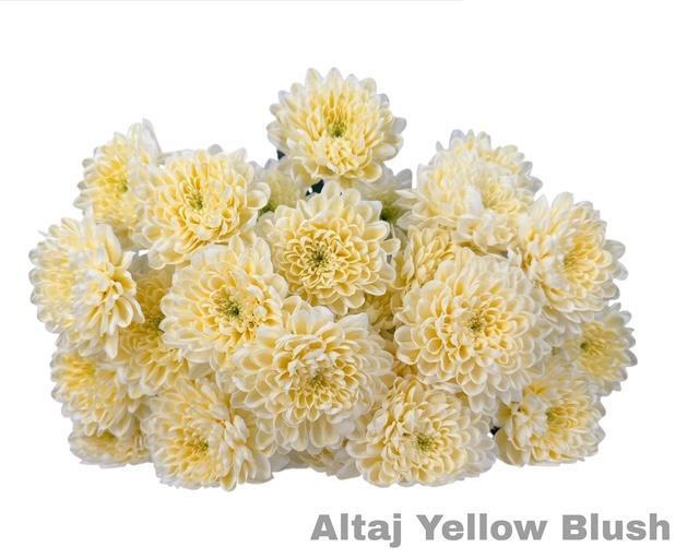 Crisantemos Altaj Yellow Blush