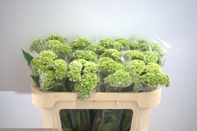 Flores Celosia Verde