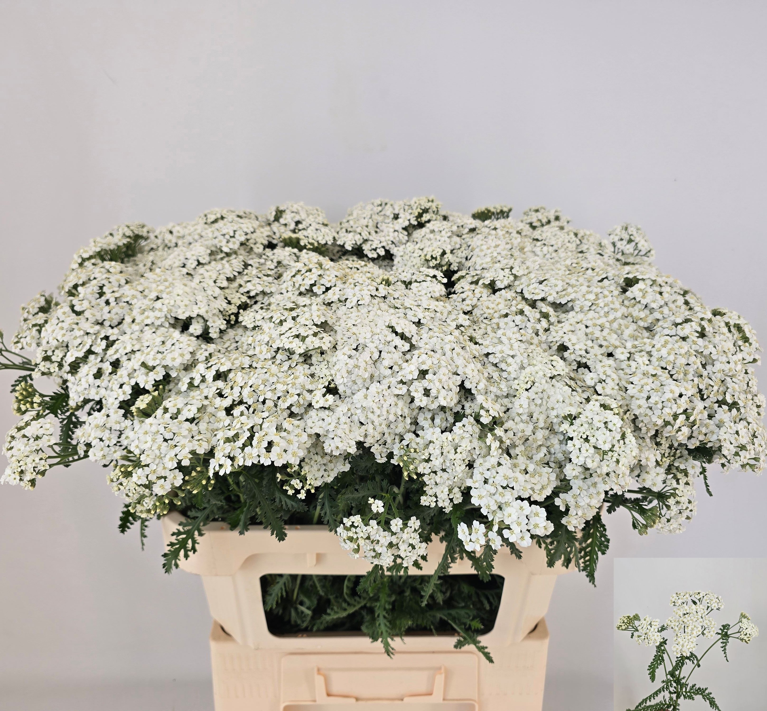 Achillea Blanca Fresca