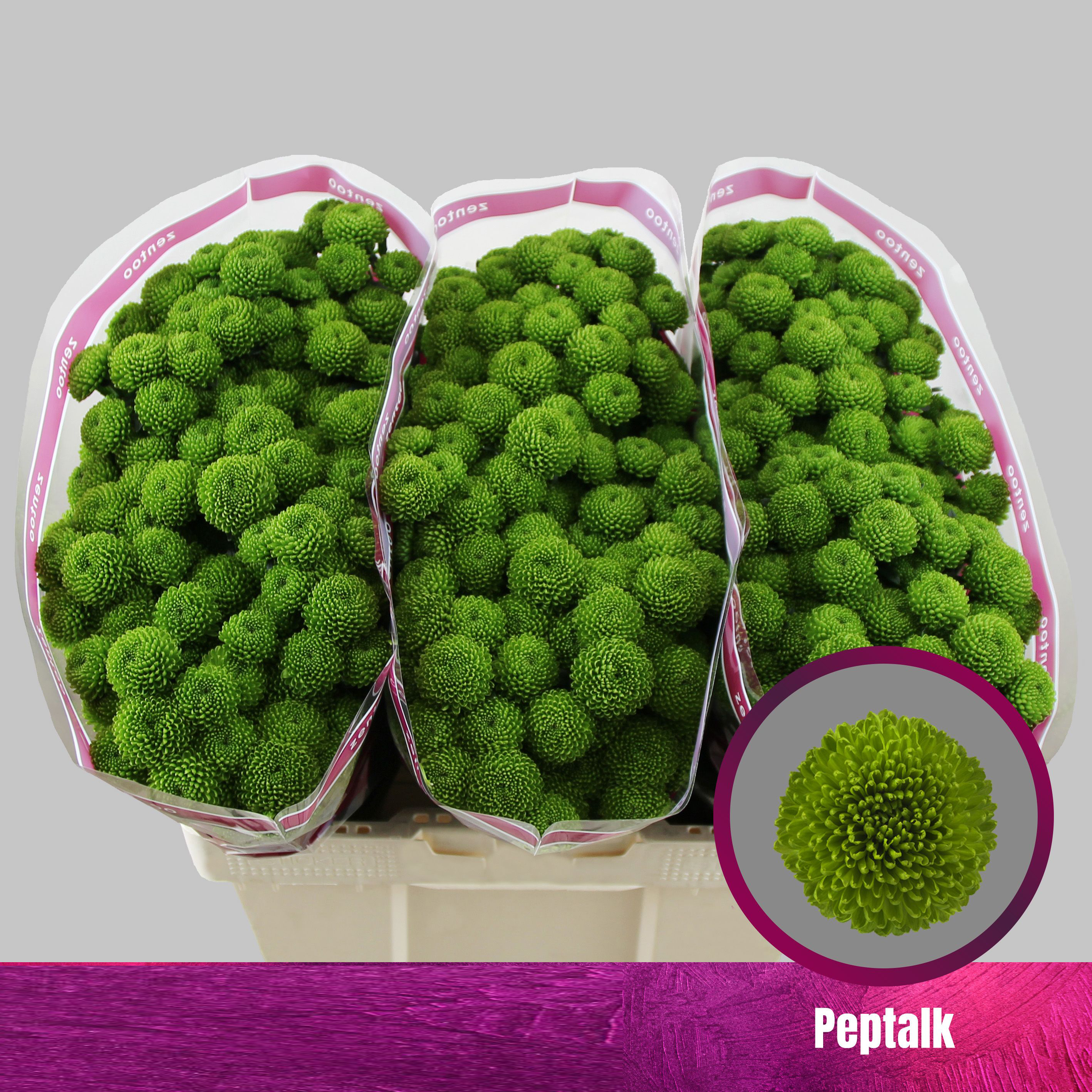 Crisantemo Peptalk Verde