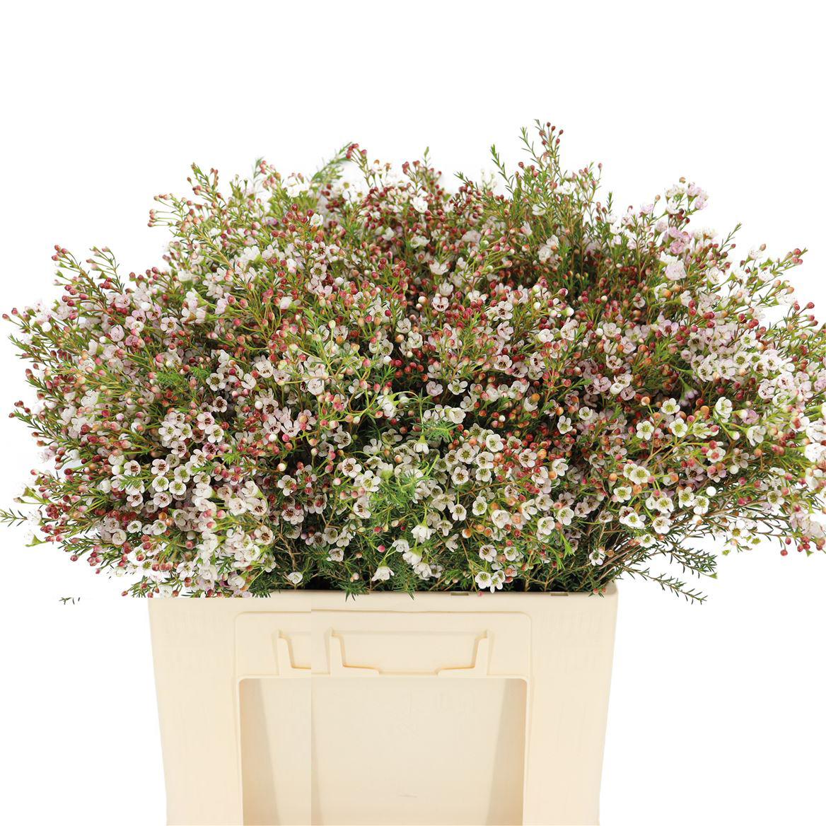 Flor de Cera Blanca