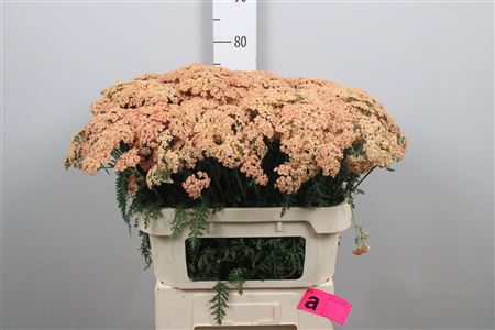 Achillea Rosa Pastel