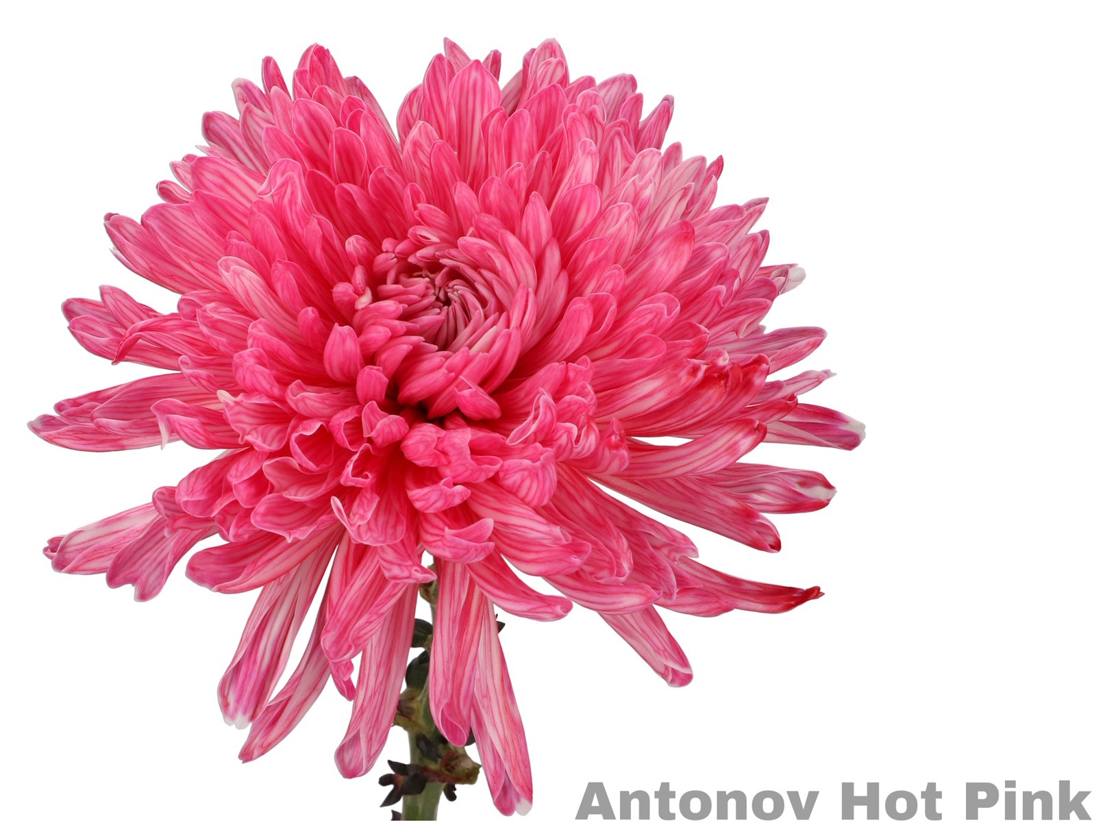 Crisantemo Antonov Hot Pink