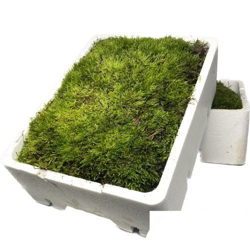 Musgo Natural para Jardín