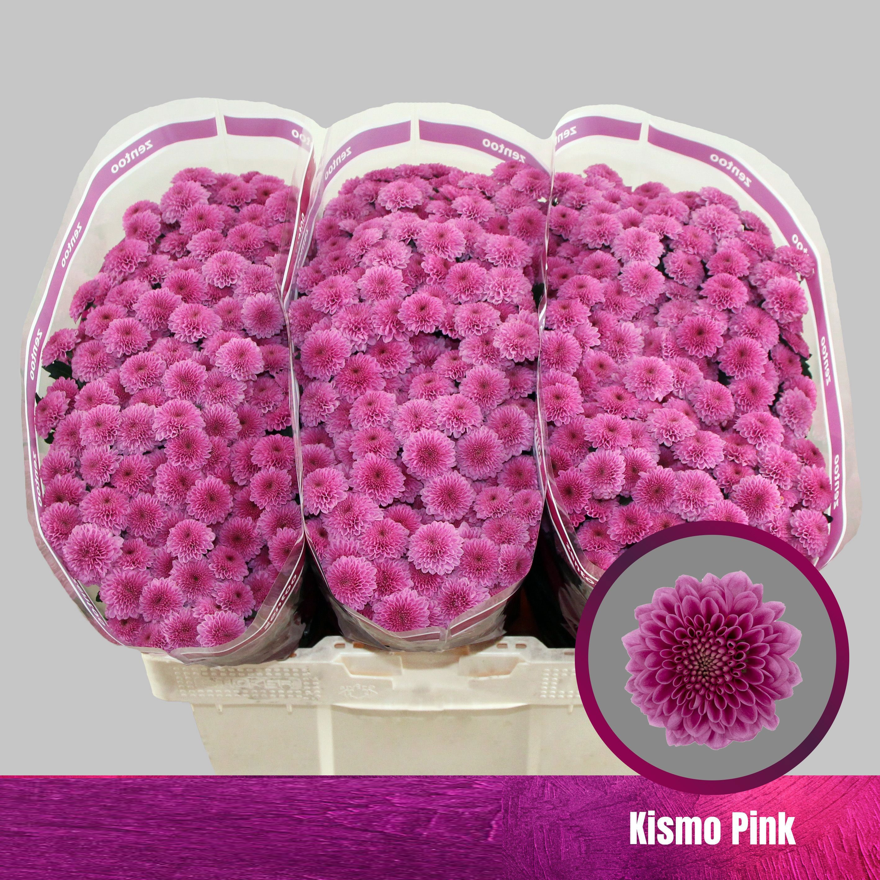 Crisantemo Kismo Rosa