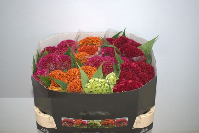 Caja de Flores Celosia