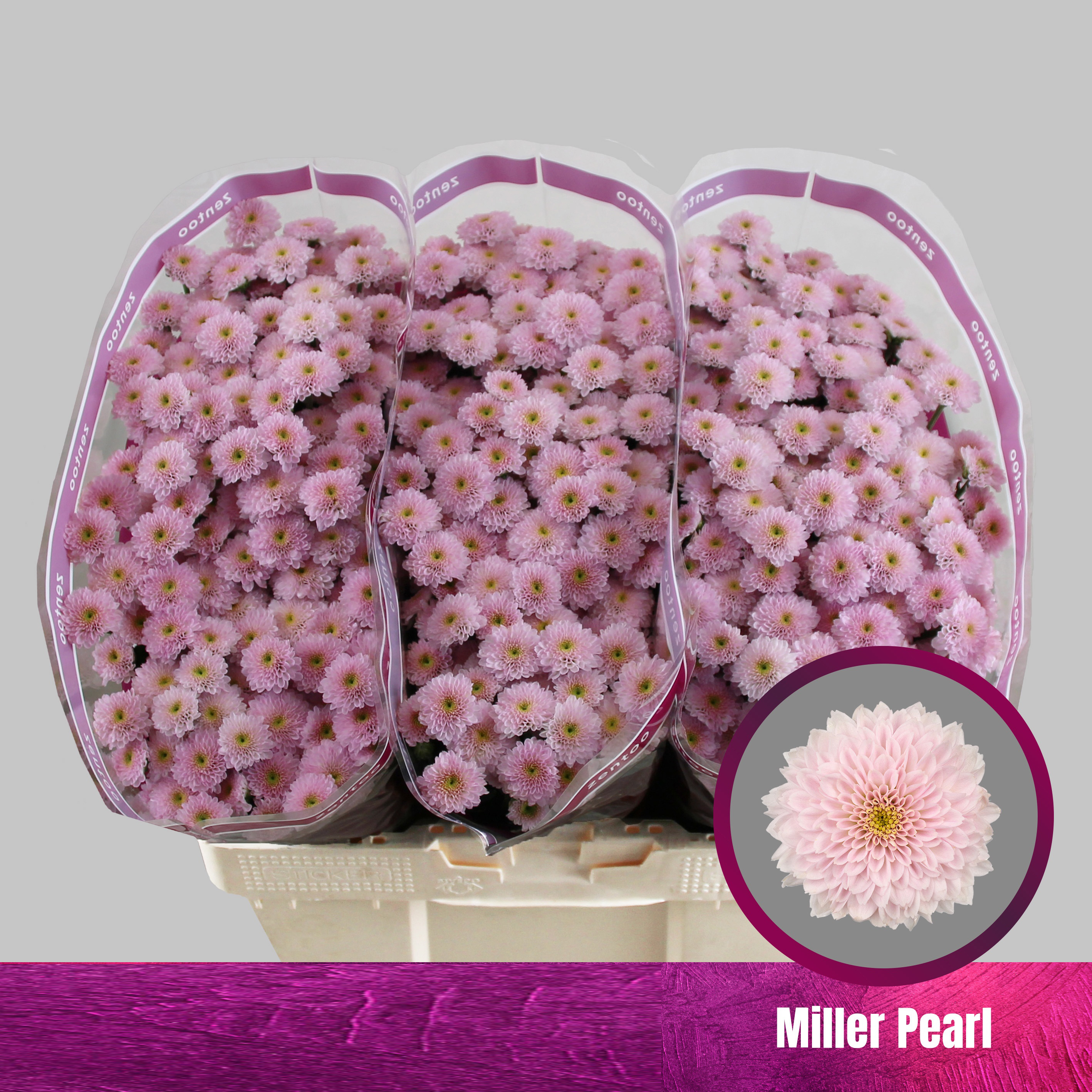 Crisantemo Miller Pearl