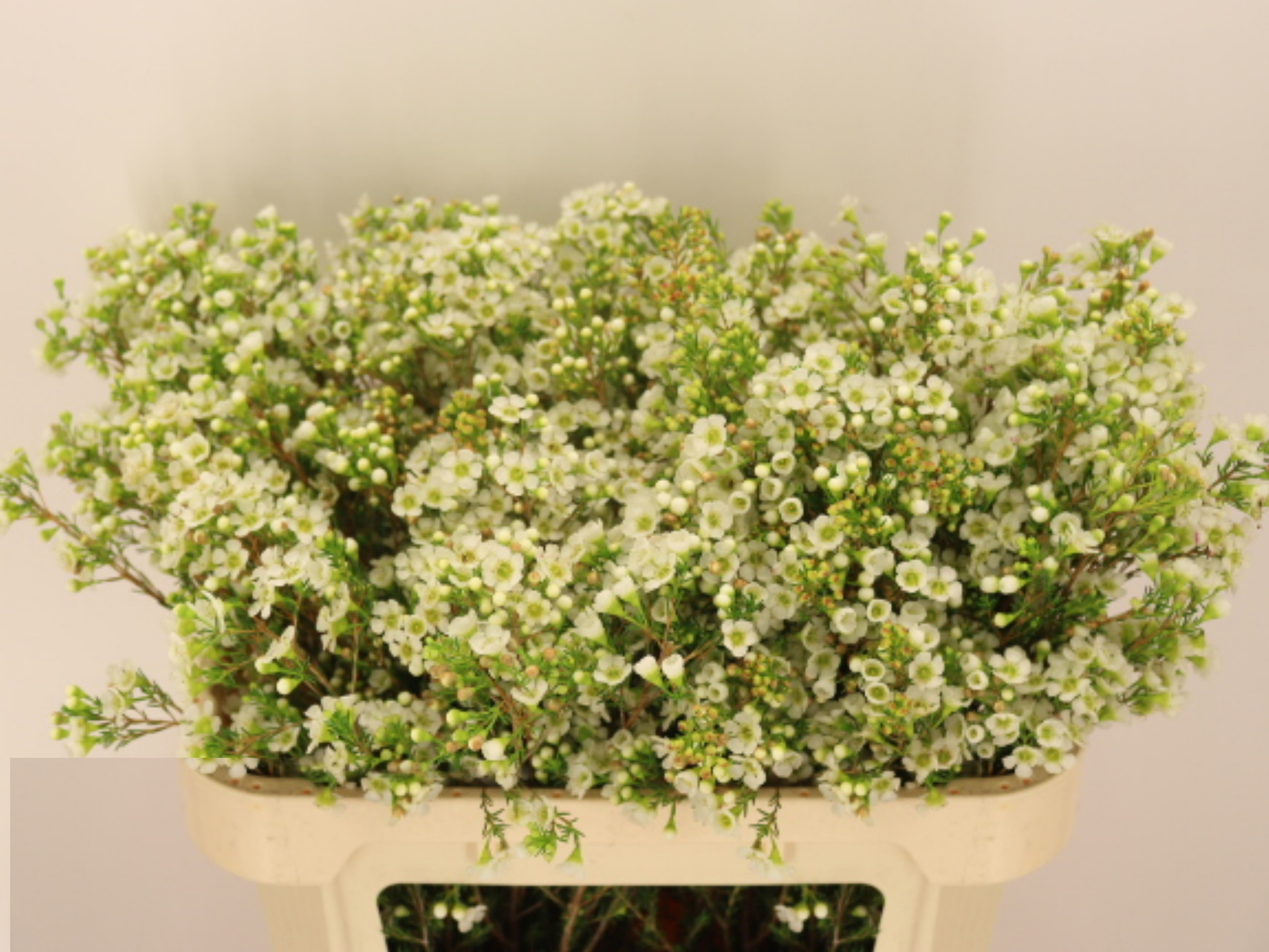Ramo de flor de cera blanca