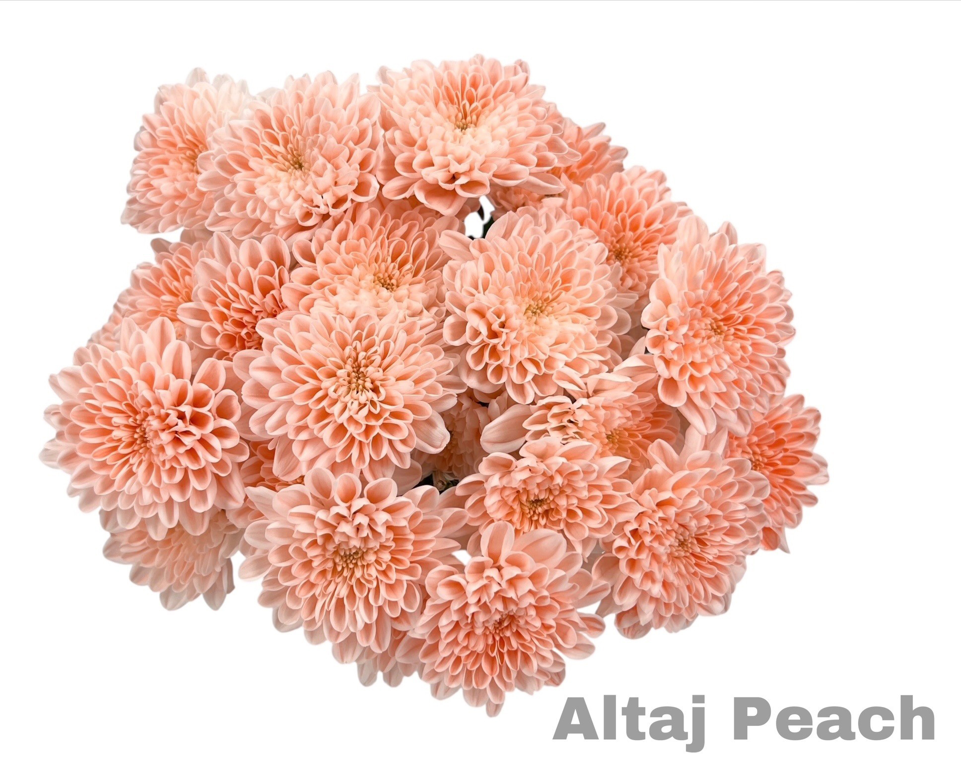 Ramo de Crisantemos Altaj Peach