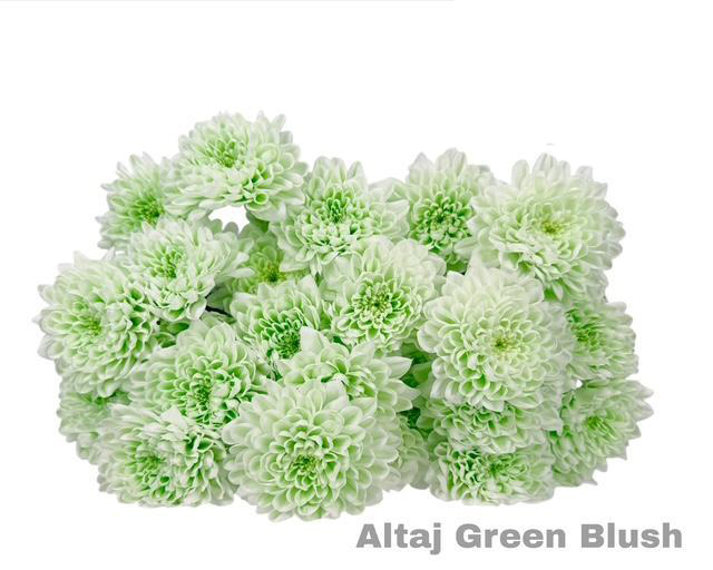 Crisantemos Altaj Green Blush